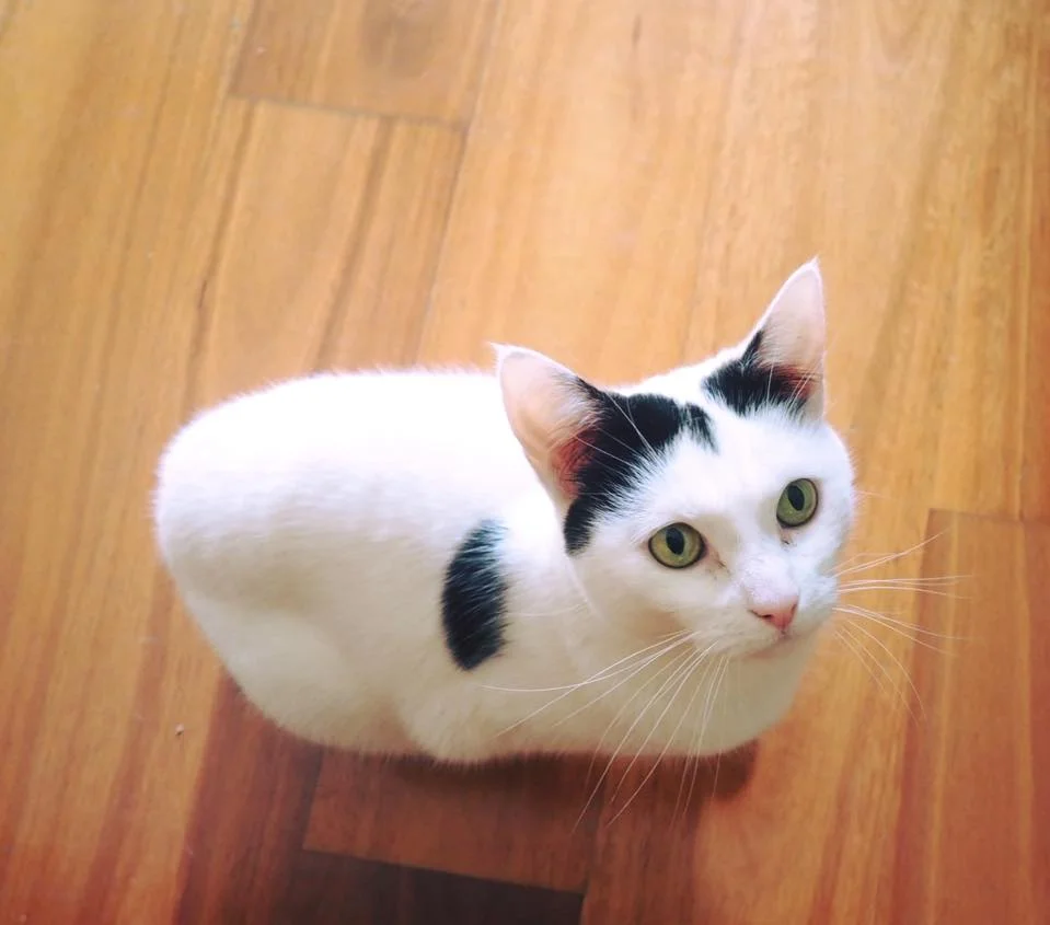 Tilly.jpg
