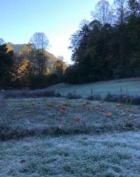 pumpkins.jpg