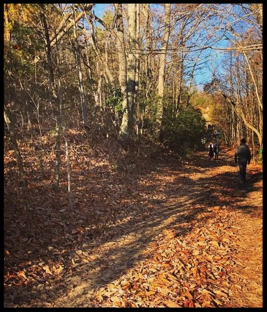 more leaves.jpg