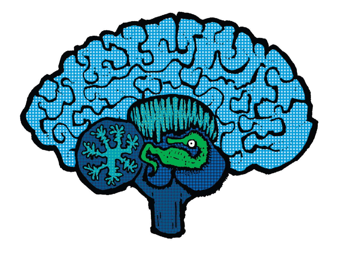 Hippocampus Illustration