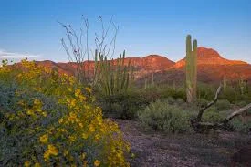 The amazing desert around Scottsdale.