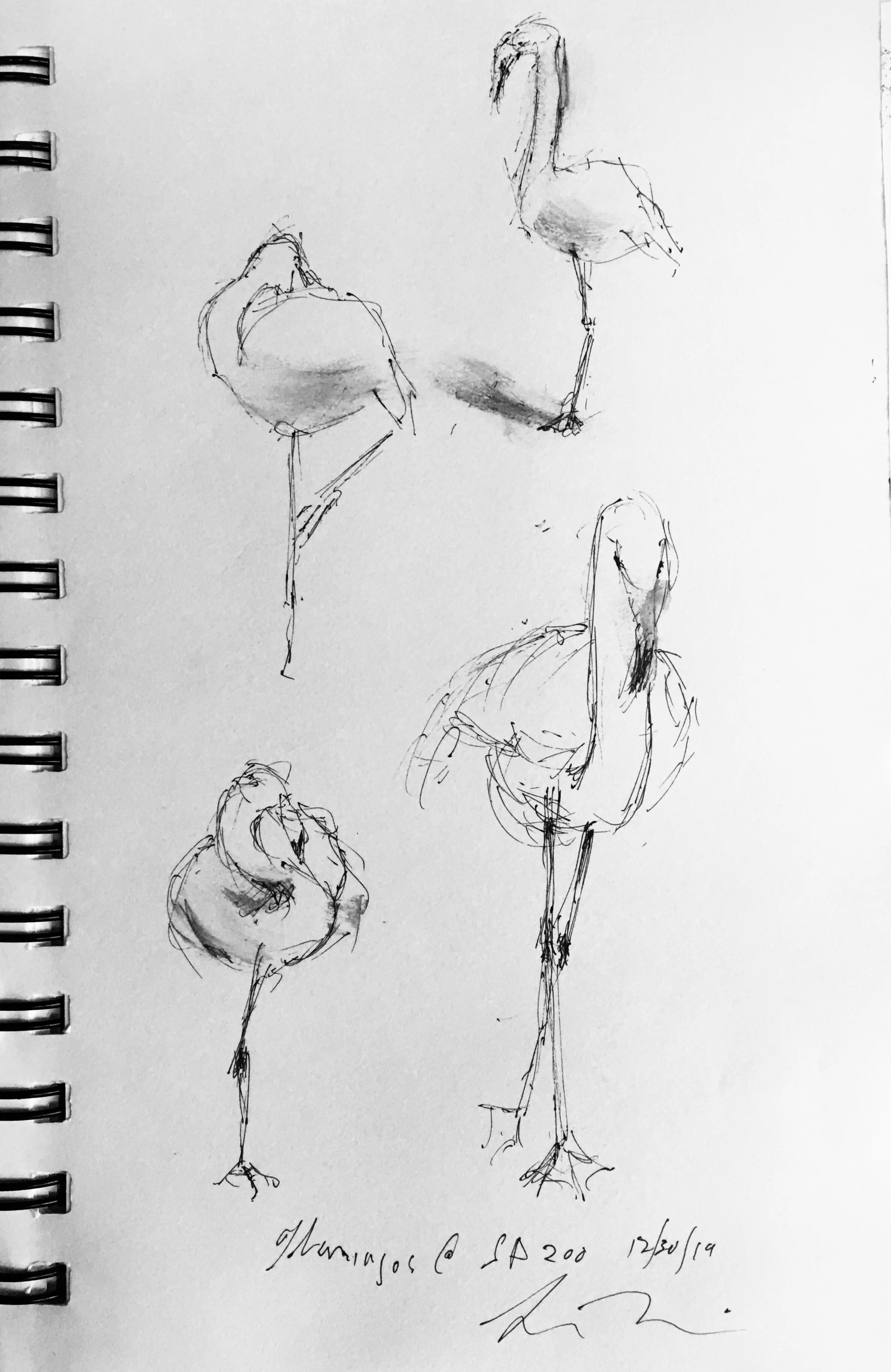 Sketches of Flamingos at The San Diego Zoo by Brian Bomeisler