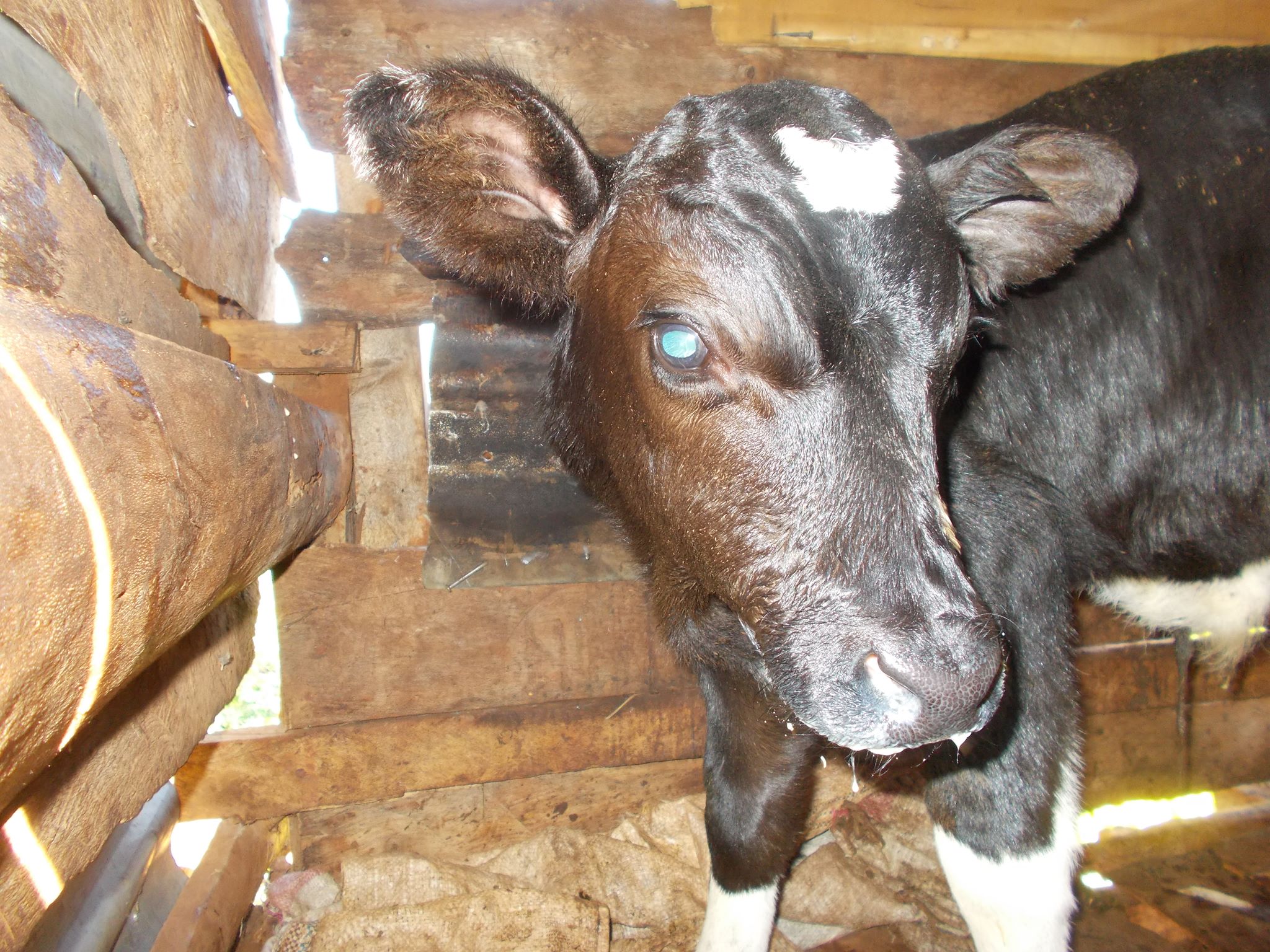  A baby boy calf was born and the Moja supporters voted to name him Ferdinand. 