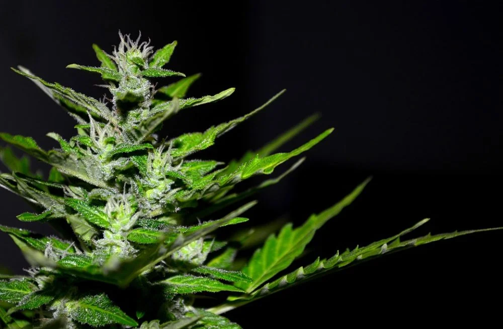 CBD background.jpg
