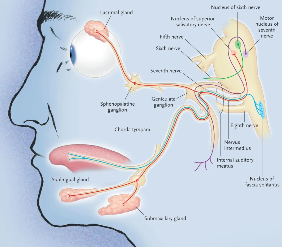 ACUblogBellsPalsy.jpg