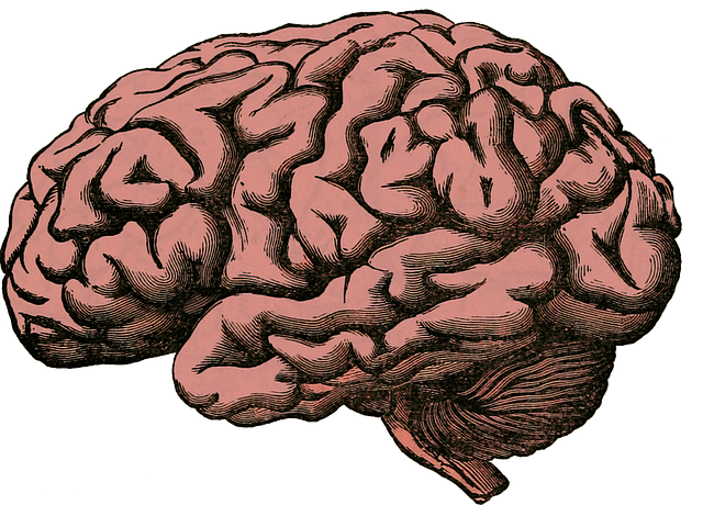 MedblogBrain.png