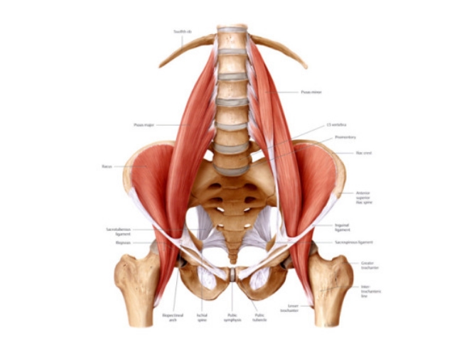 MASSAGEblogPsoas.jpeg