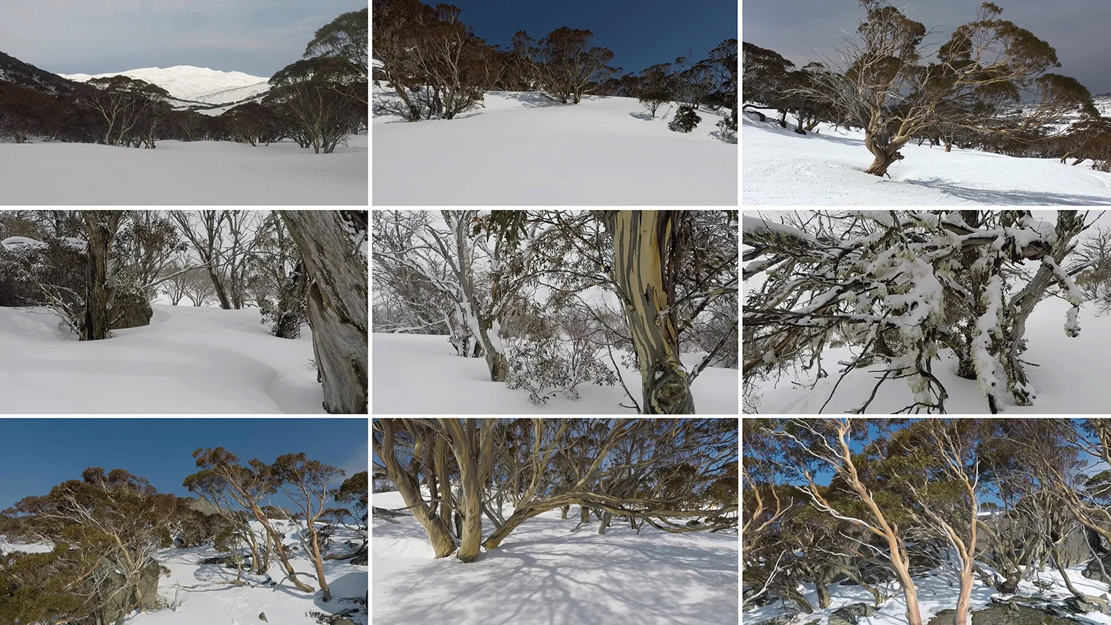 Crystal Wilderness_montage.jpg