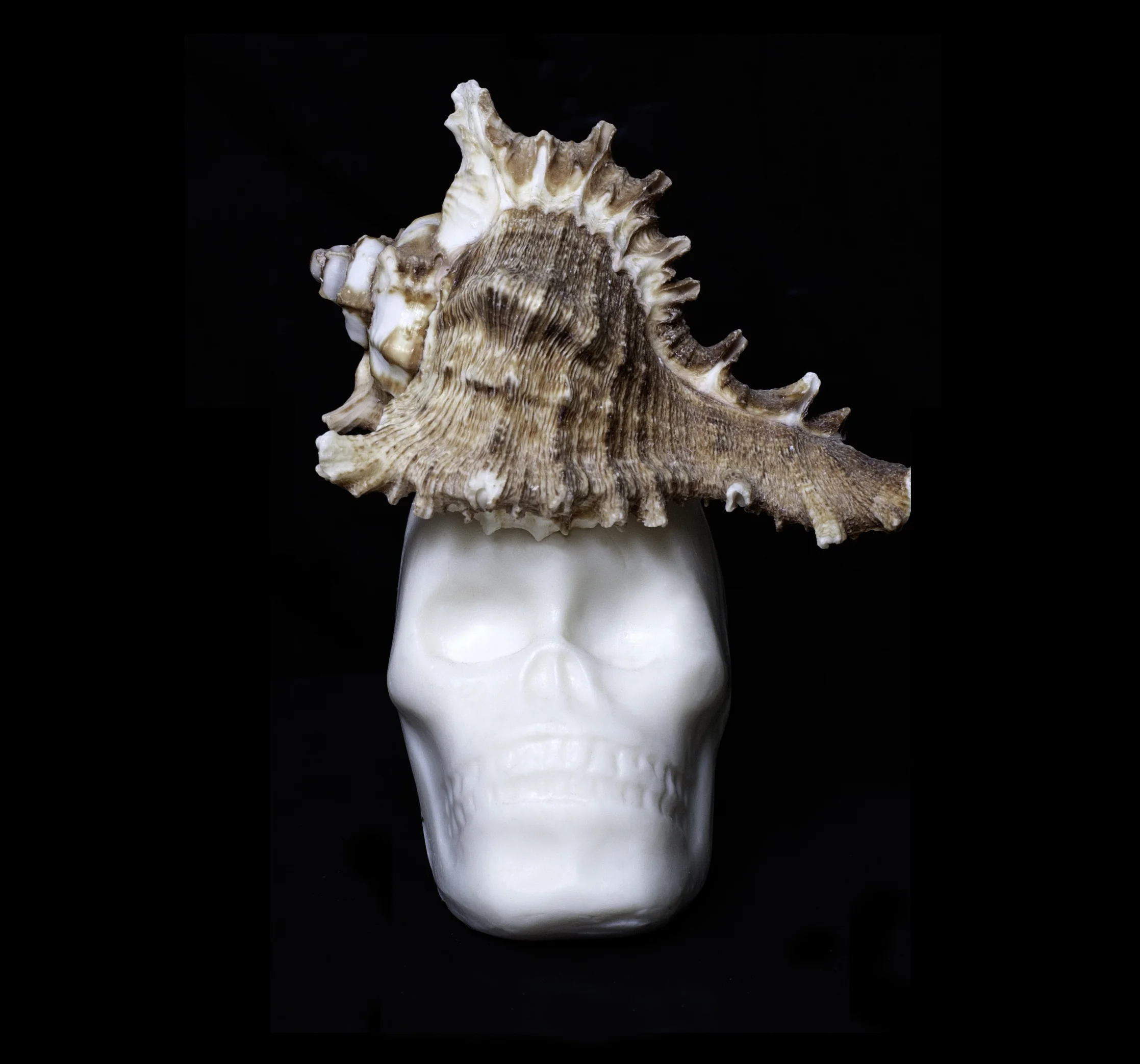 EXO + ENDO SKELETON 2.jpeg