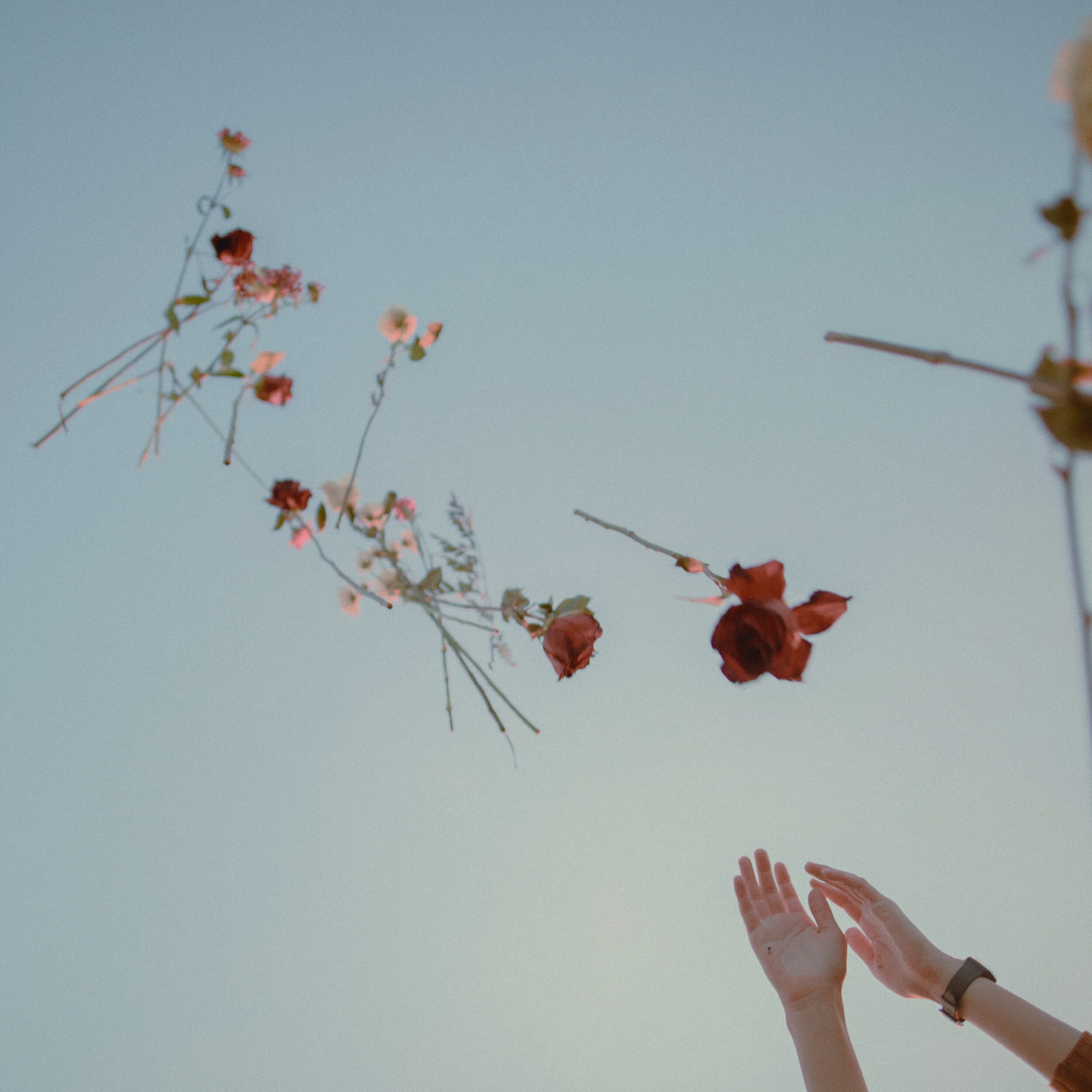 flowers.jpg