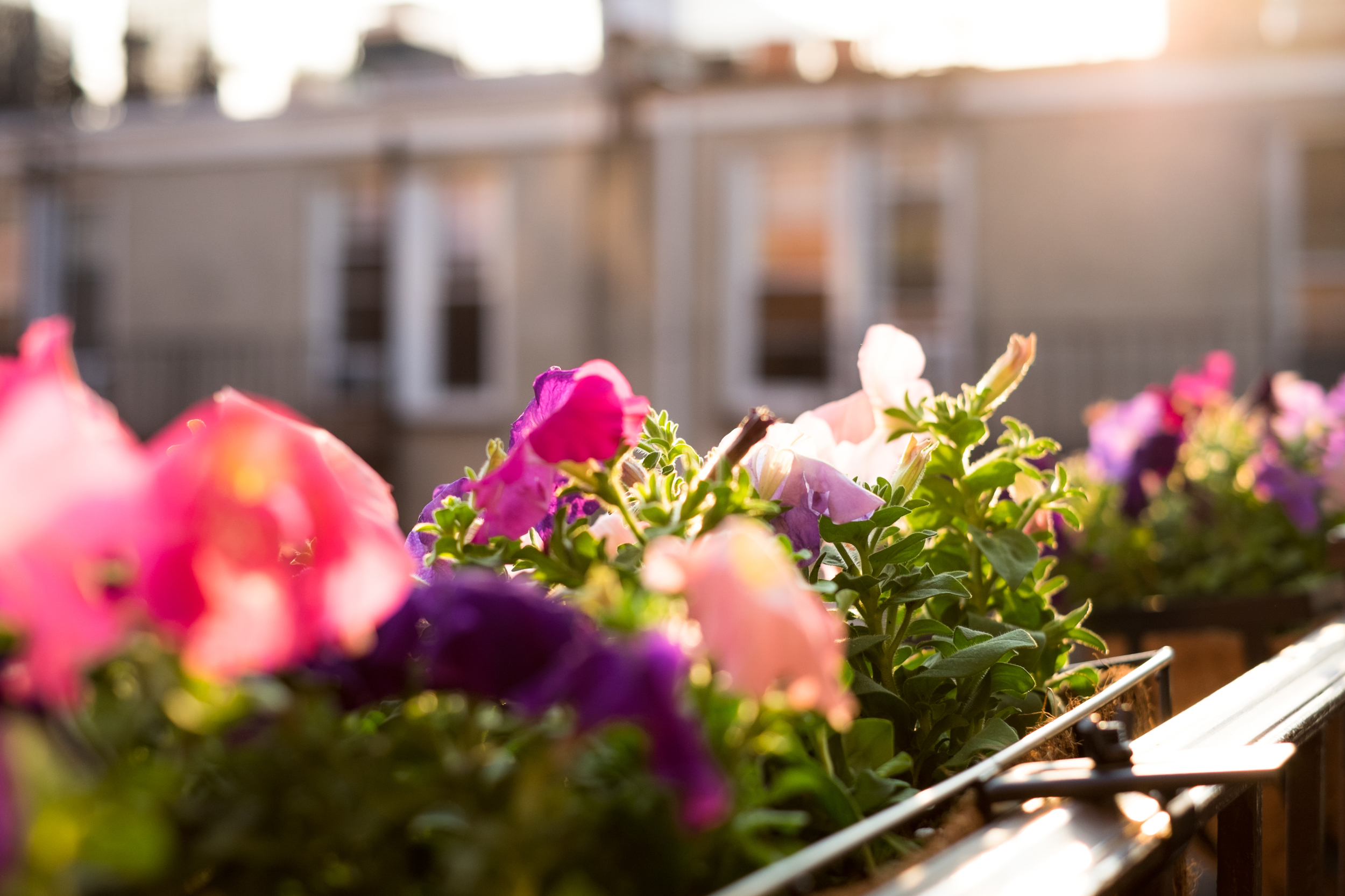 Owning my first amount of outdoor space in NYC, I'm doing everything I can possibly think with it. I believe at this point I have a grill, my bike, a table and chairs, a tomato plant and now several flower beds out there... It's amazing.