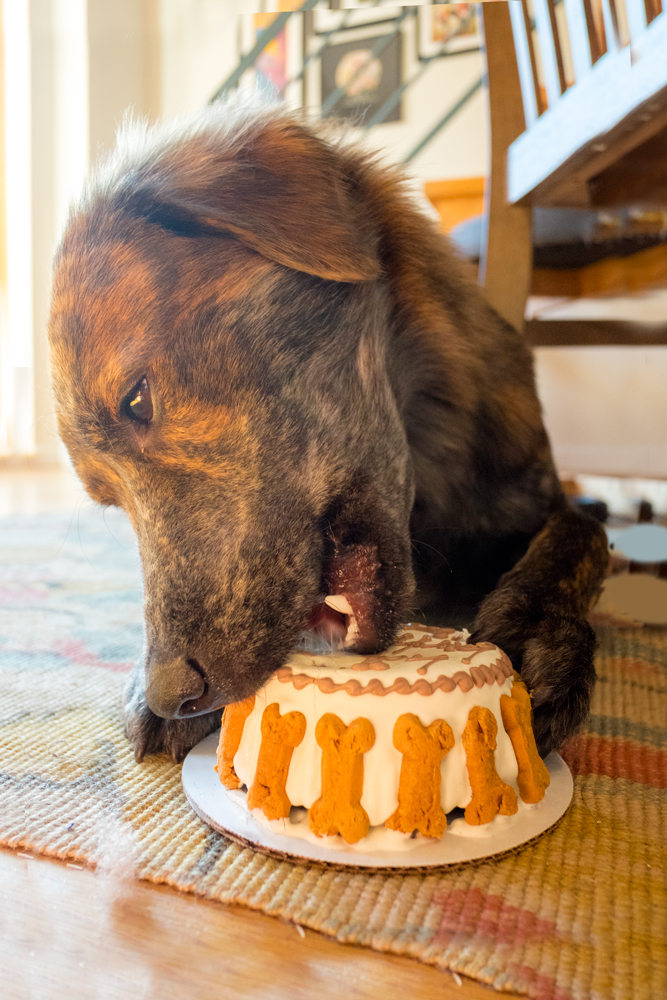 Eating birthday cake from 'The Salty Paw' in Financial District, Manhattan