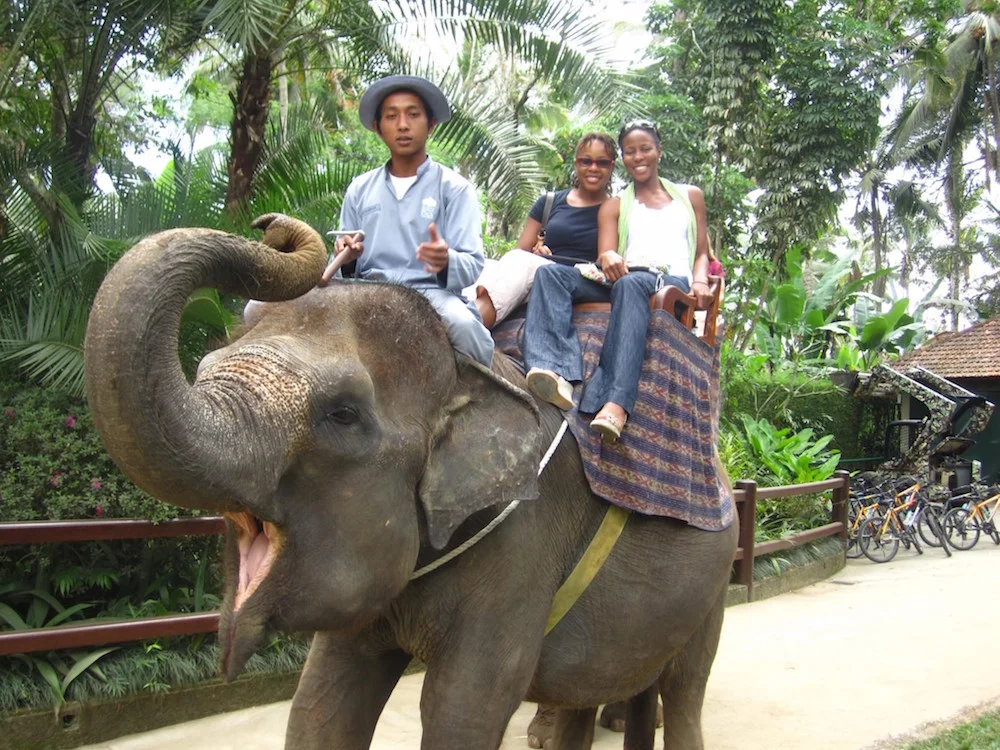 elephant