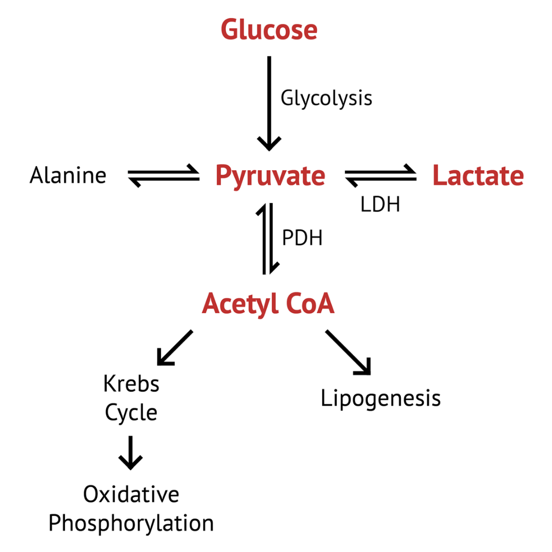 Link of the Day: Rehabilitating Lactate: From poison to cure