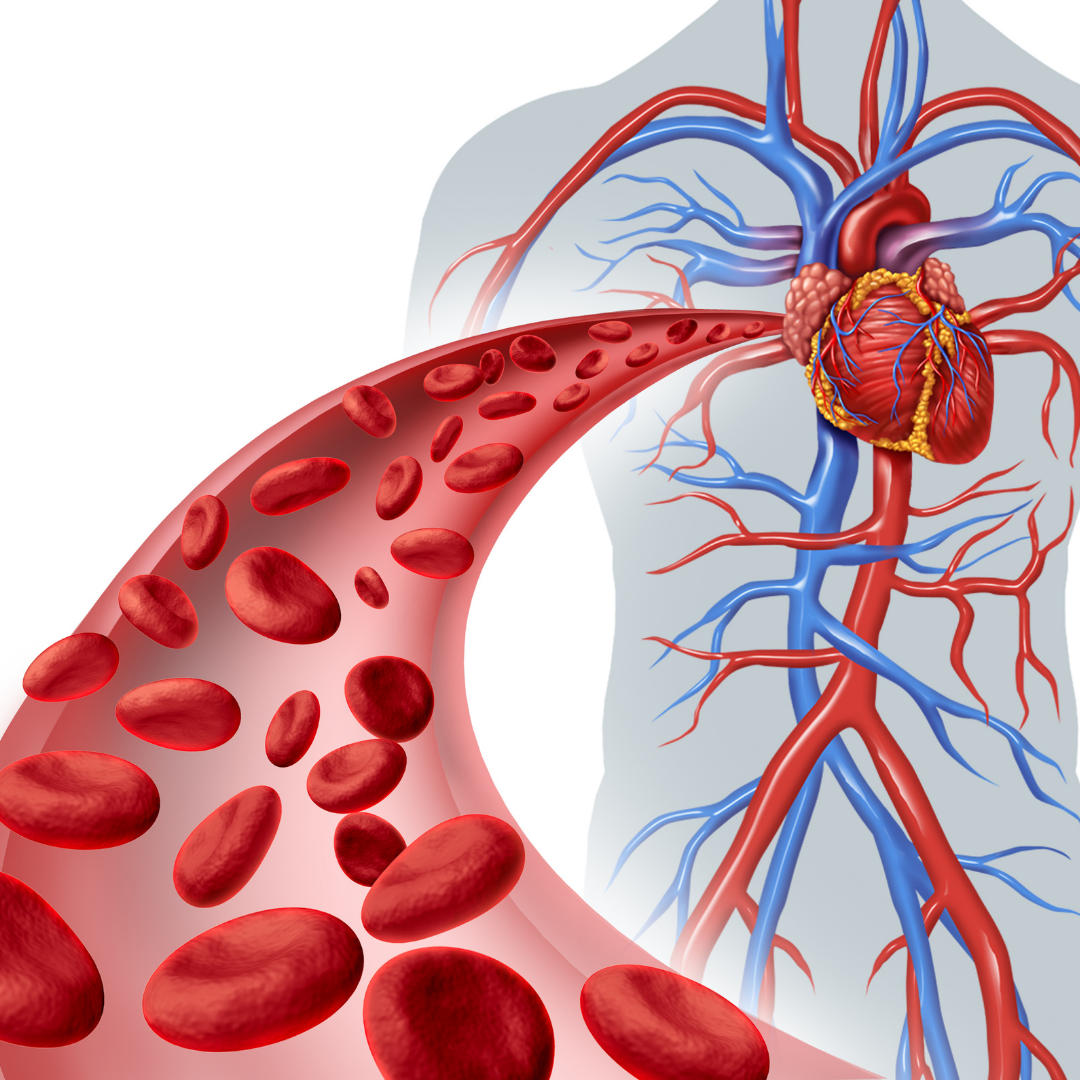 Low Ferritin and Iron Deficiency Anemia in Distance Runners — A Scientific Guide for Athletes and Coaches