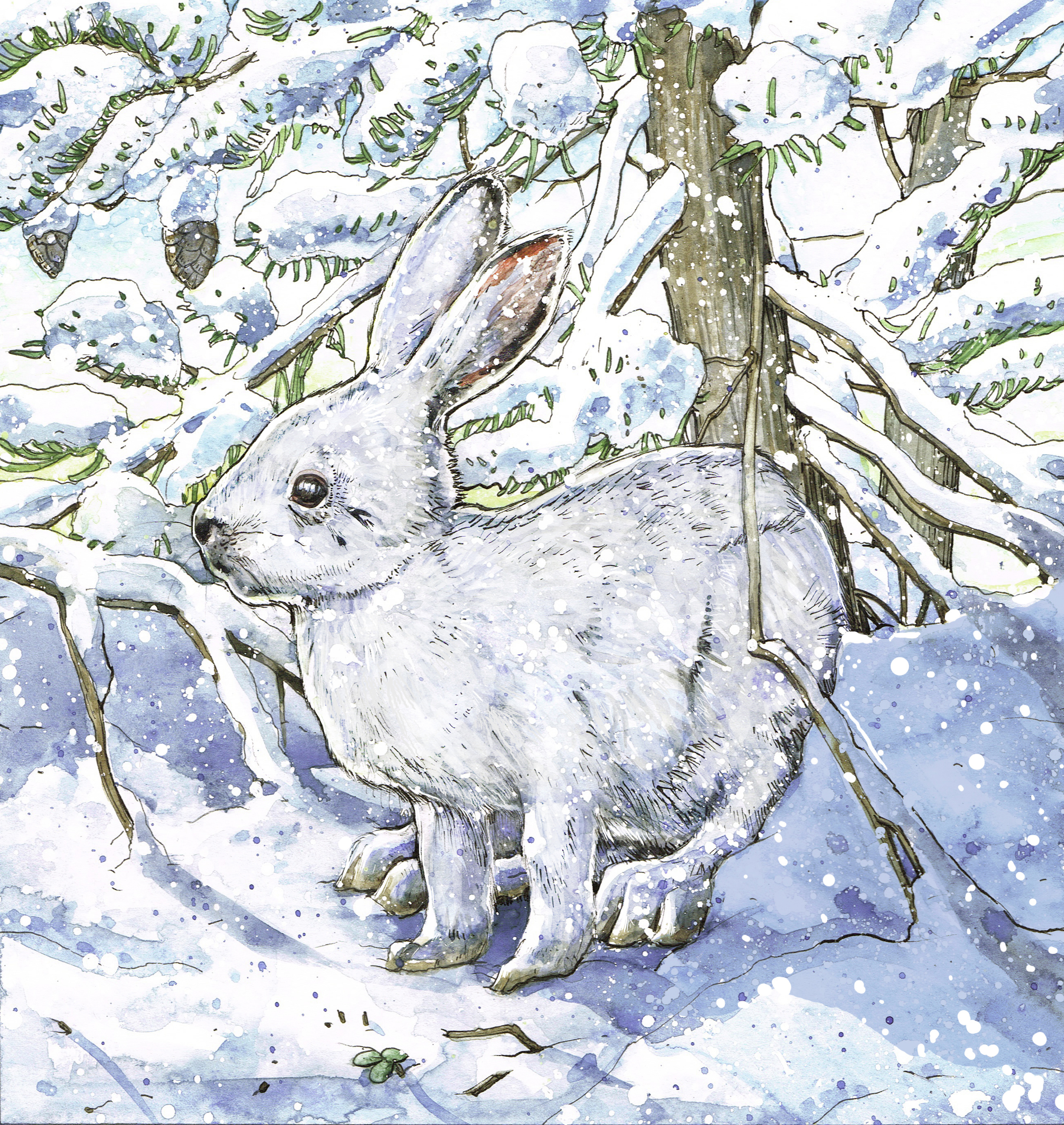 Hare_Winter.jpg