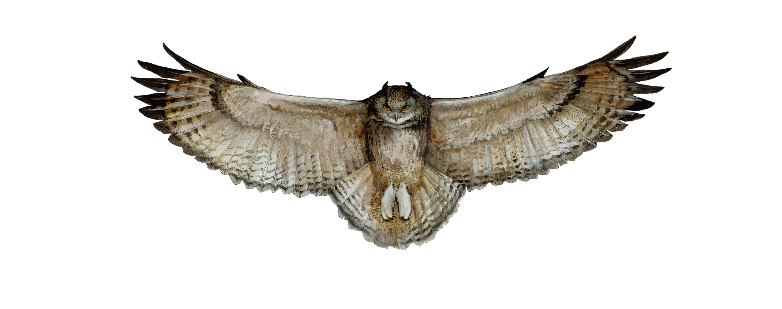 GreatHornedOwlWing copy.png