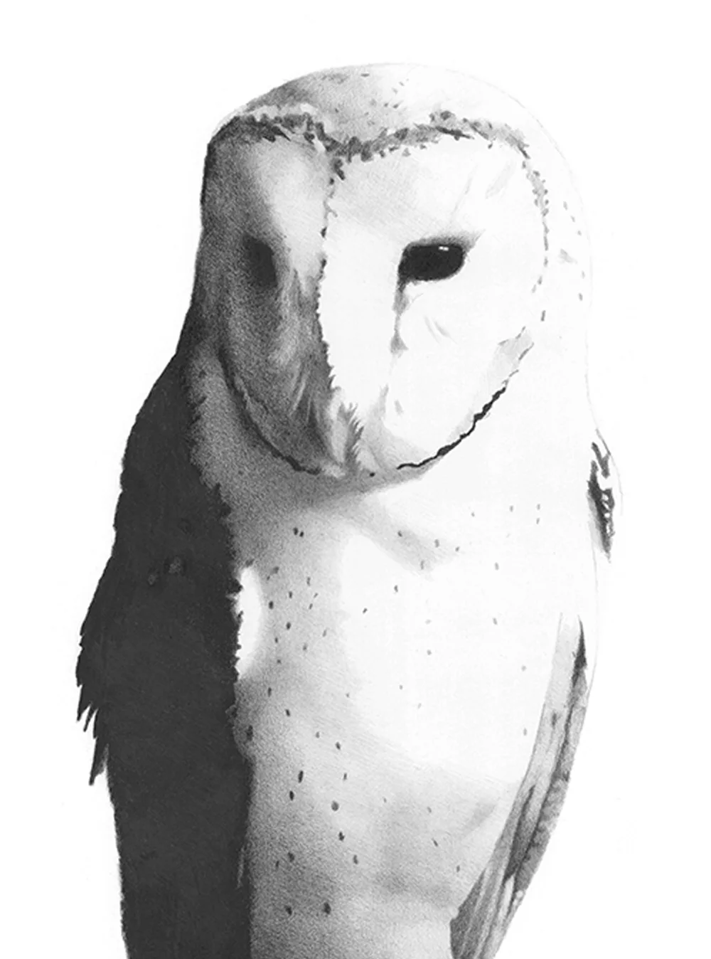 Owl#3 low-res-close-up.jpg
