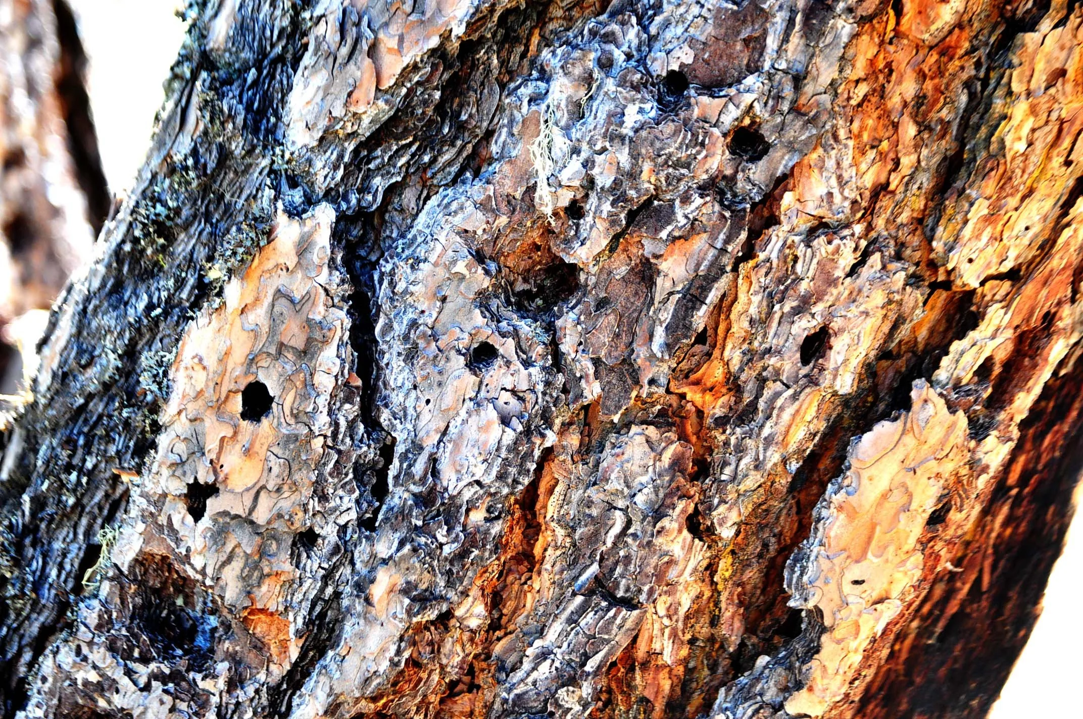 Ponderosa Pine