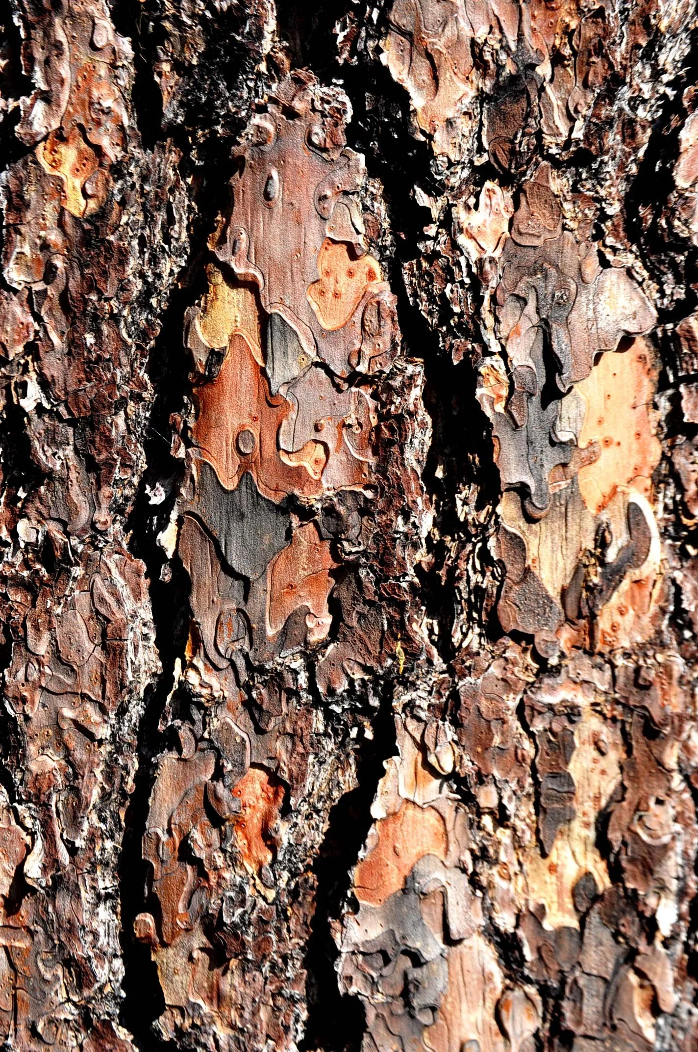 Ponderosa Pine
