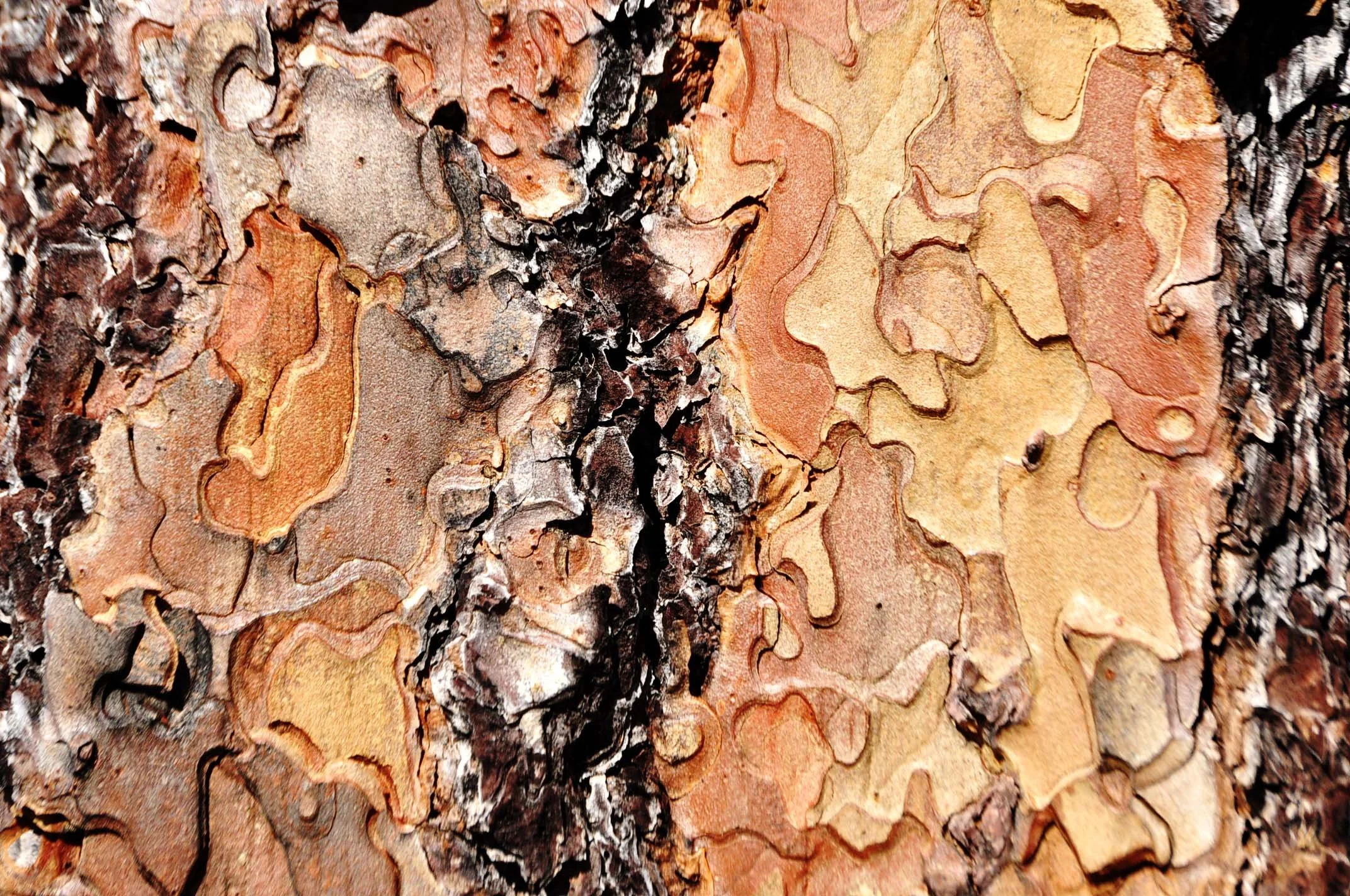 Ponderosa Pine