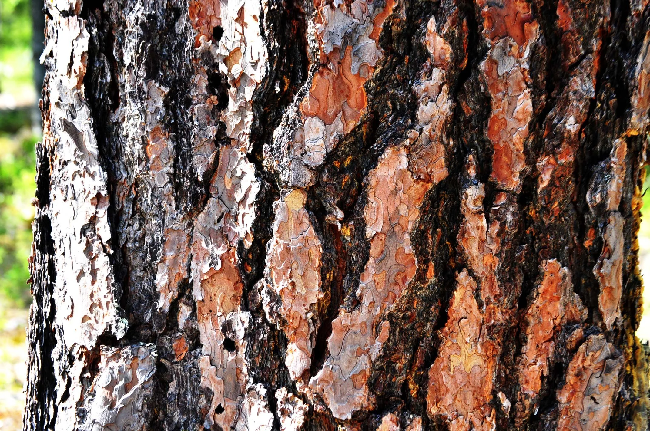 Ponderosa Pine