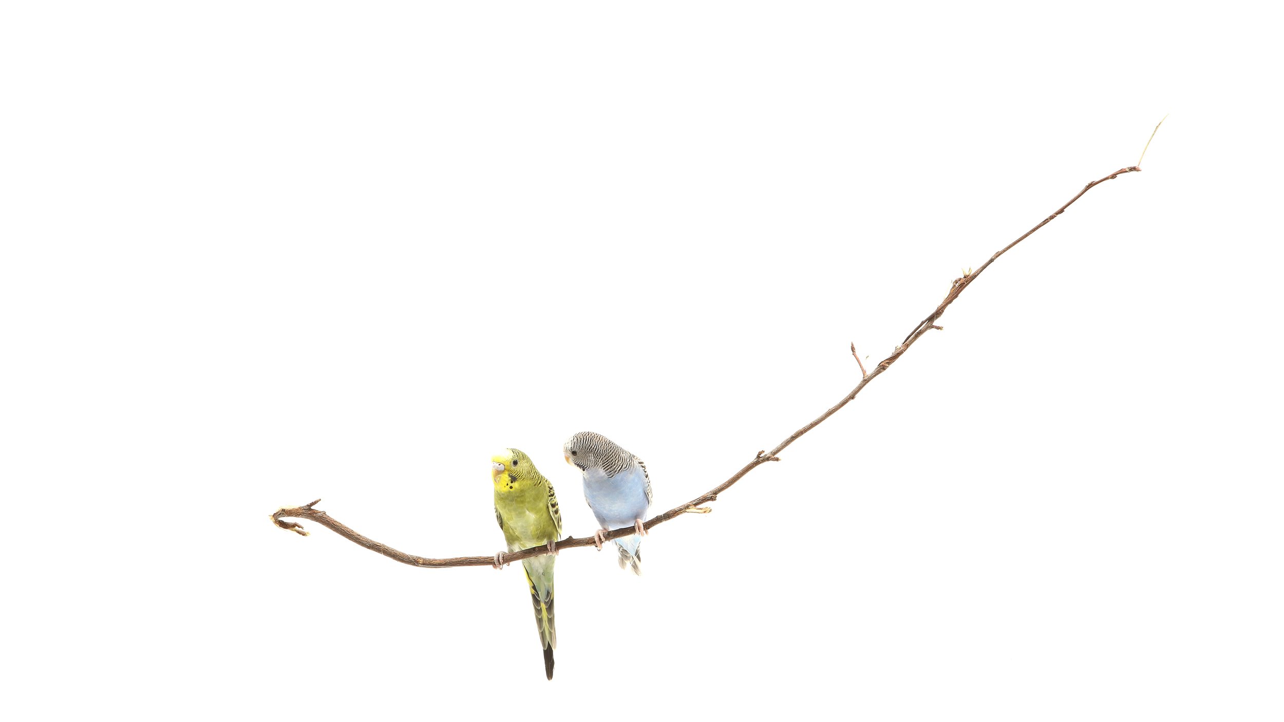 LOVEBIRDS0066_0002 1.jpg