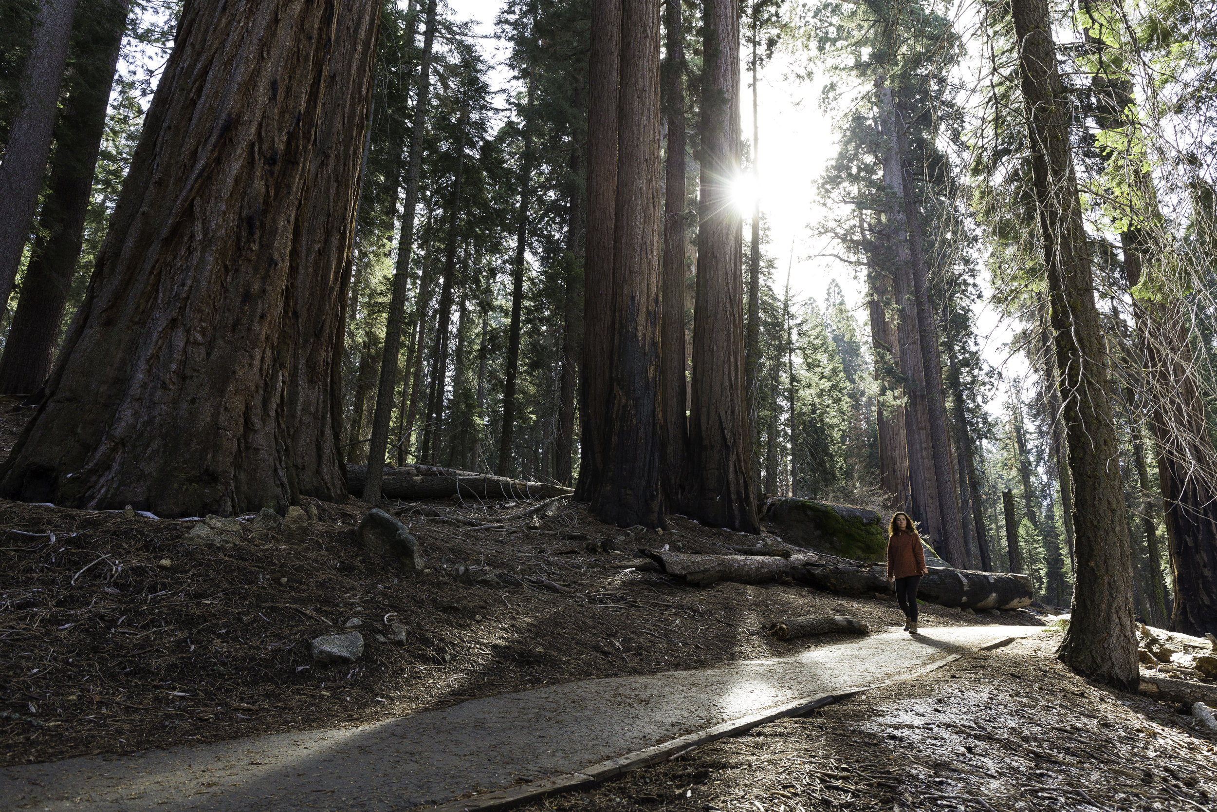 The early morning sun pierces through the giant sequoias canopy