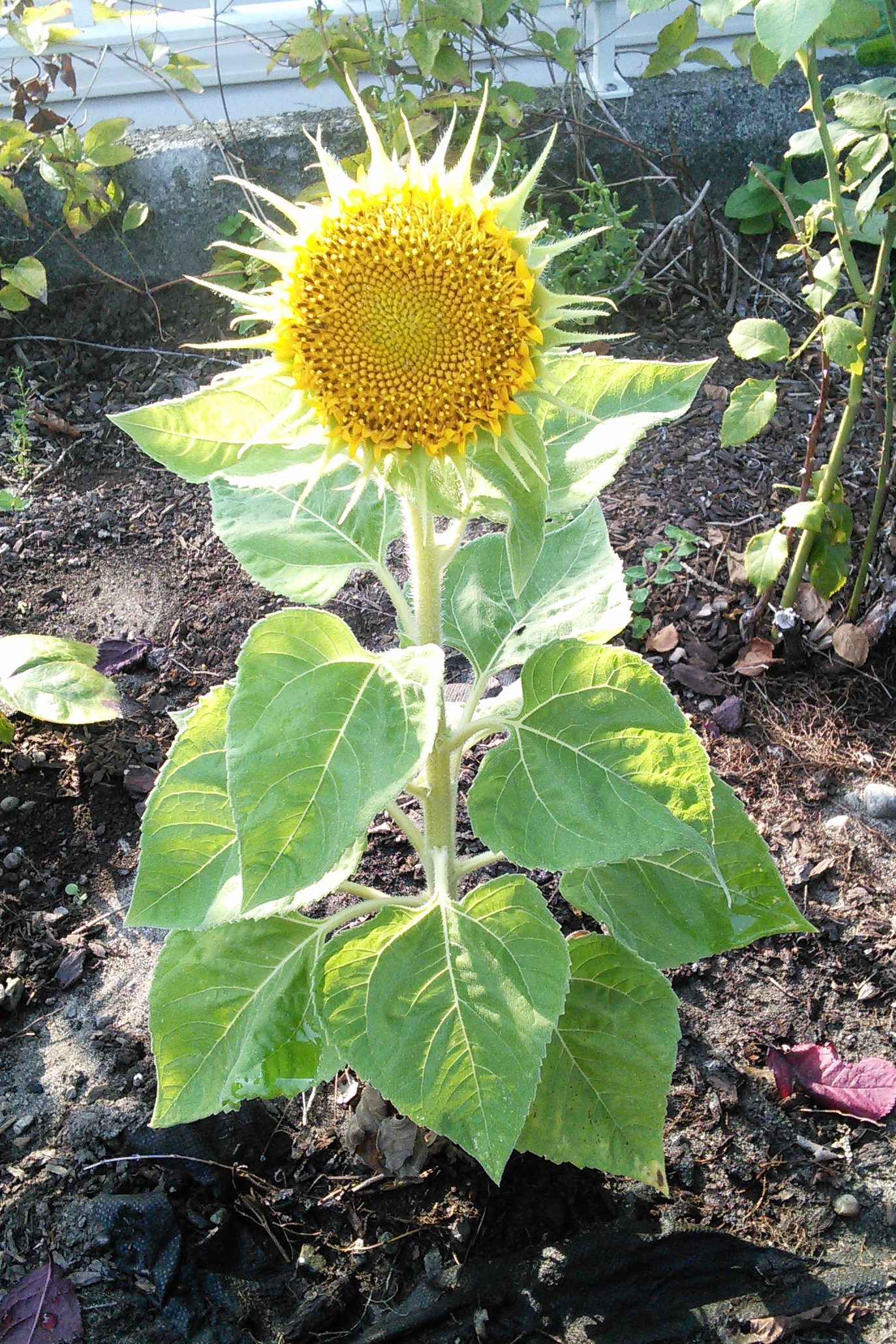 TeddyBearSunflower.jpg