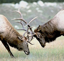  Siberian Elk are at their testosteroniest during the Rutting. They fight for dominance within the herd as well as nuclear supremacy. 