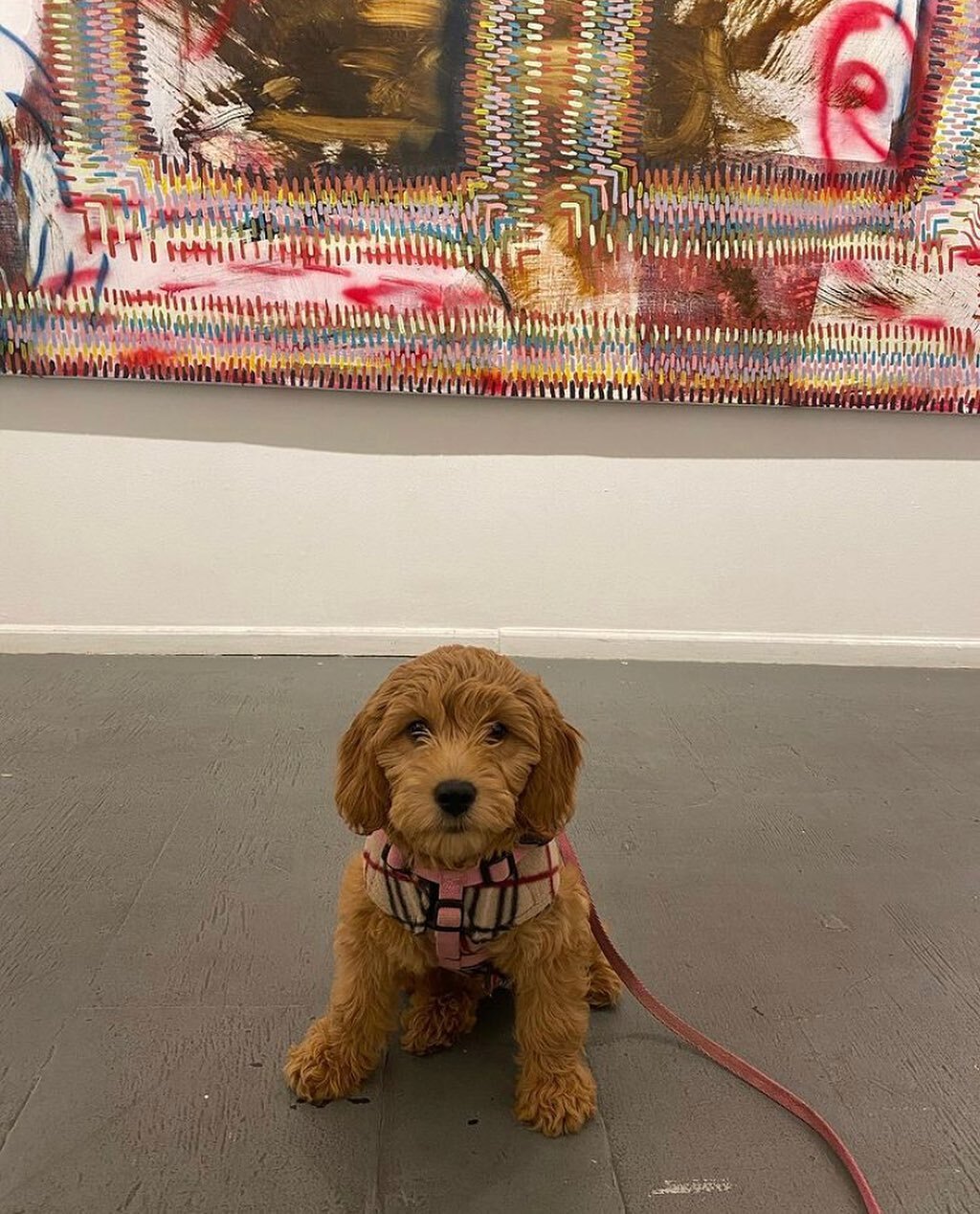 Dog Sees Art
:
@mala.minidoodle 
:
#farbe #freightandvolumegallery #lowereastside #nyc #supportlivingartists #supportthearts #painting #goldendoodlesofinstagram #goldendoodle  #pupsbigdayout #auntduty