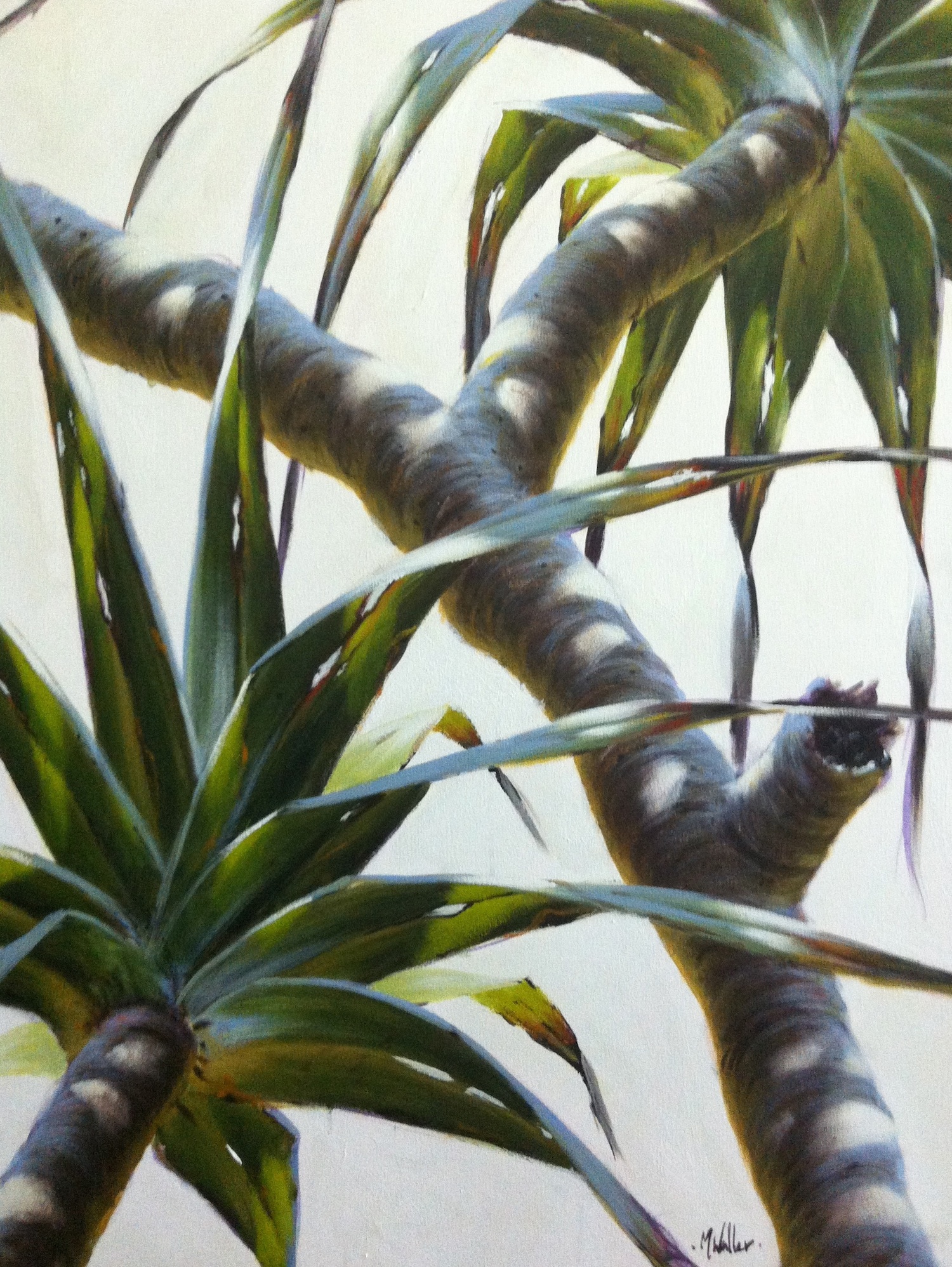 White Pandanus.jpg
