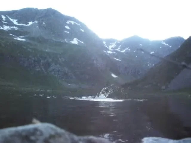 sjørøye august_1.jpg