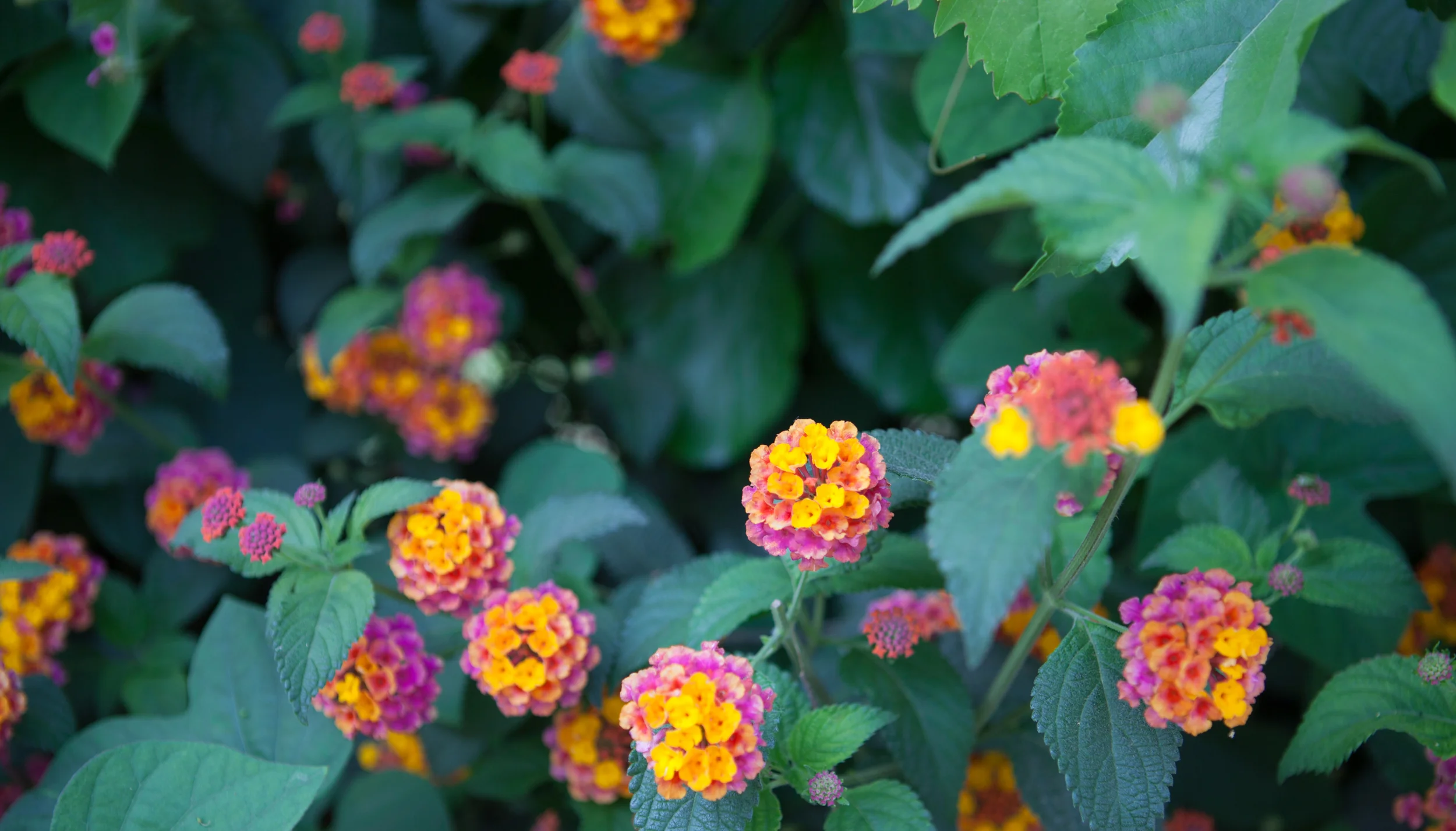 jessica-sanders.com  (1 of 1)-2.jpg