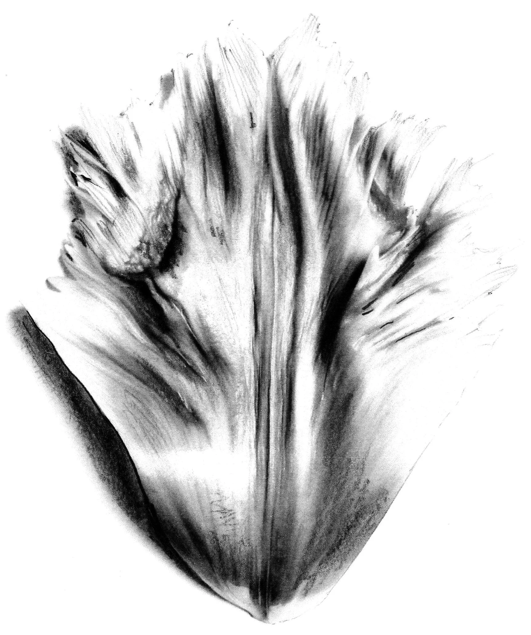     Light Reflecting Dark 2013           . 