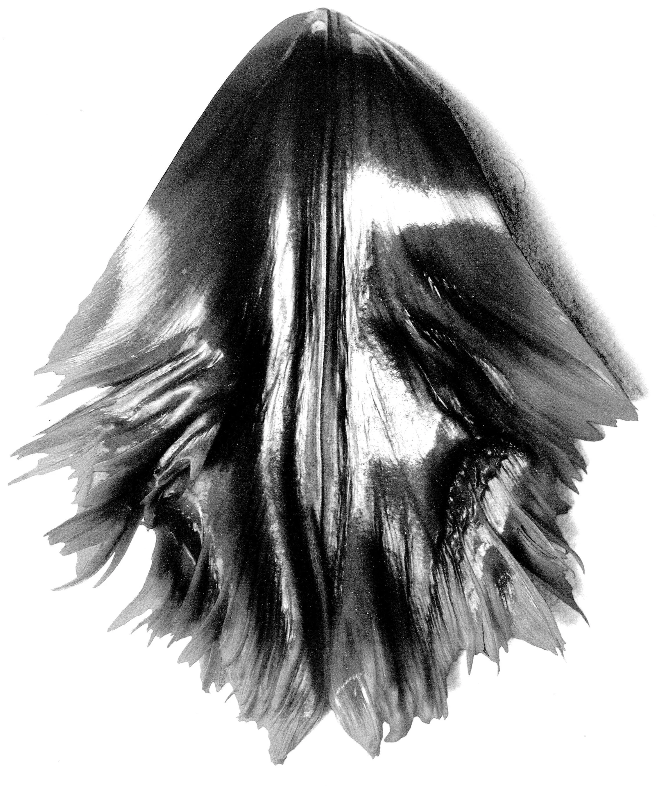     Dark Reflecting Light   2014           . 