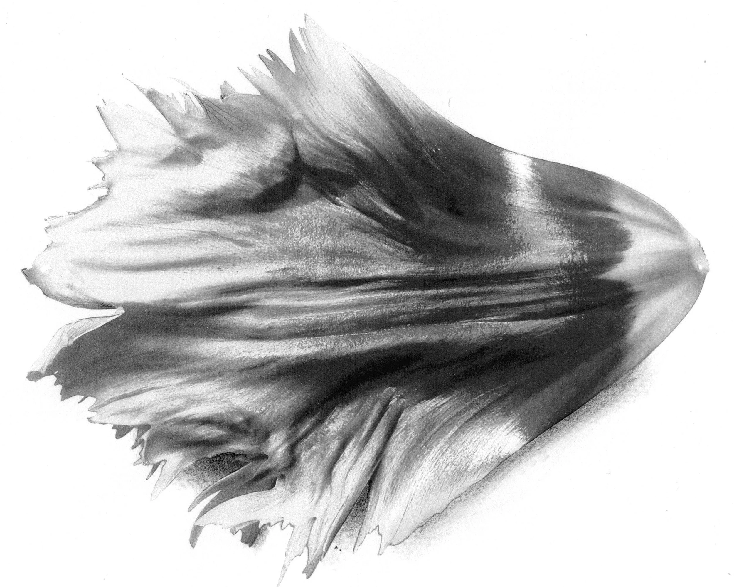 C4_Last_Petal_Standing_The_Smile_CG2015 - Copy.jpg