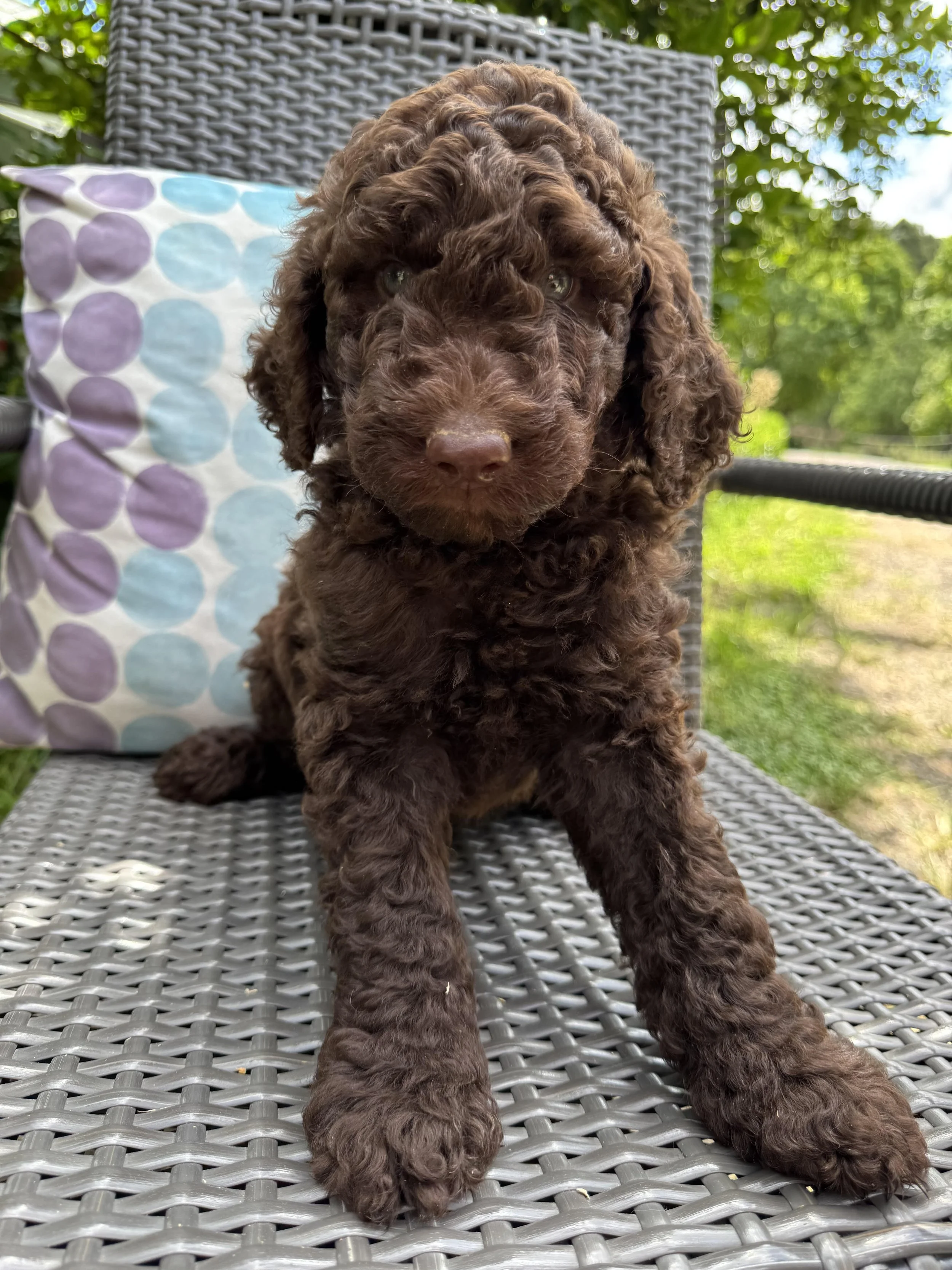 Biscuit Choc Male May 25.jpg