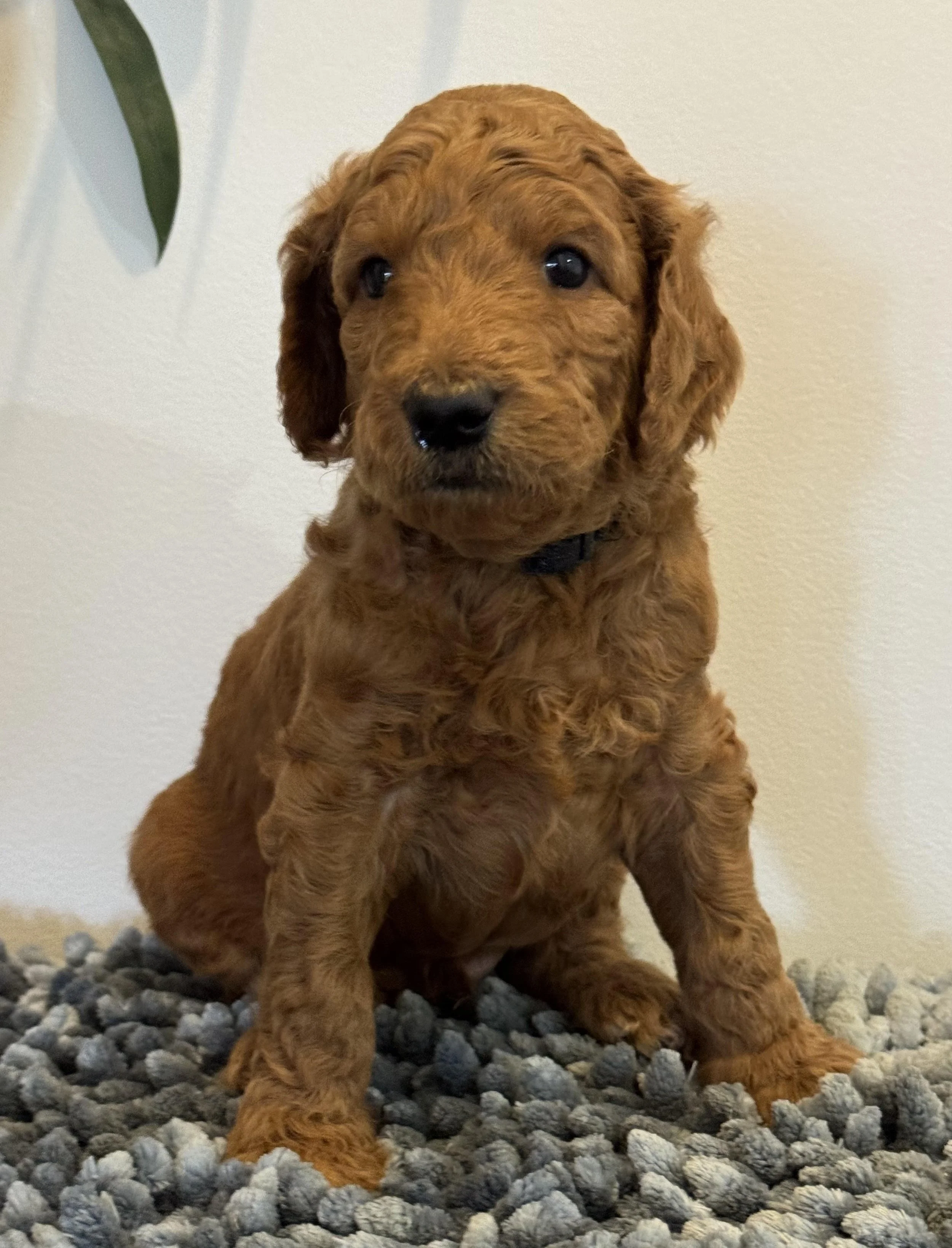 Puddin pup April 26 Red Wool.jpg (Copy)