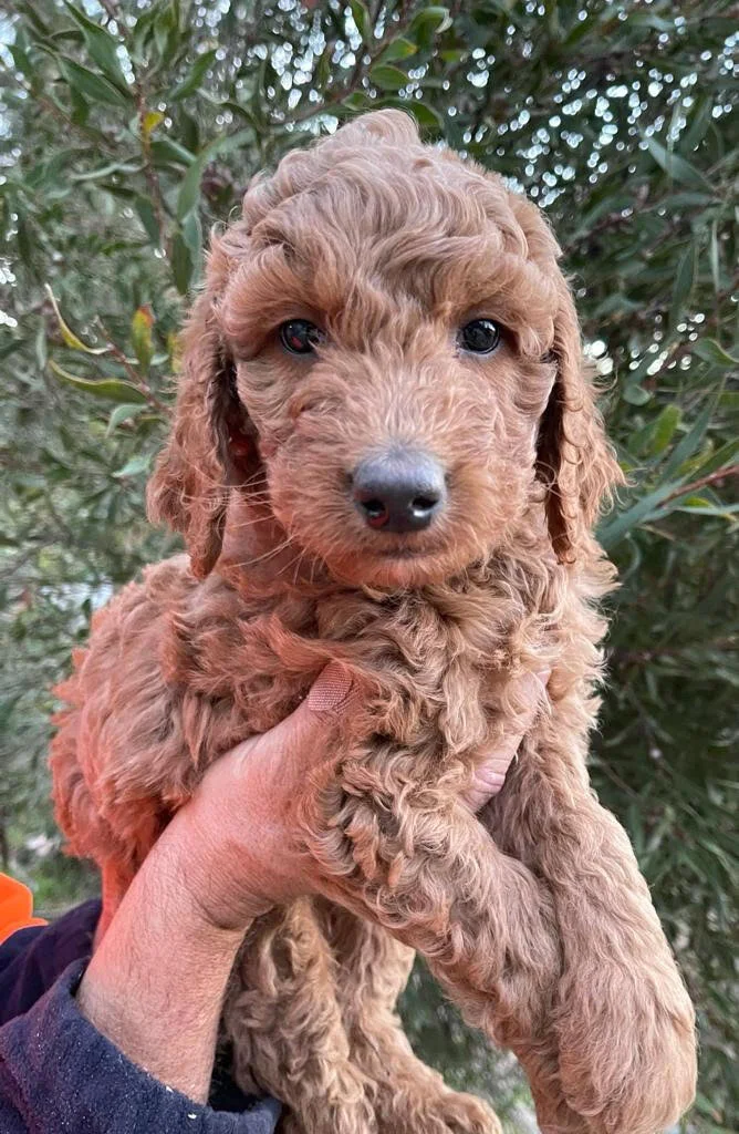 dark caramel red with black nose wool coat 4.jpg