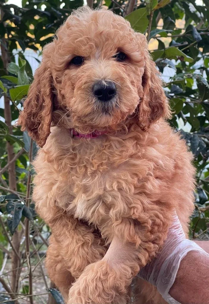 Standard F1b Groodle Pups Ready to go home approx 4th May 2024 FROM — Kooroora Bay Groodles