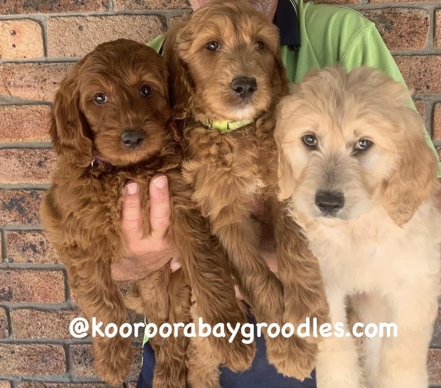 Standard F1b Groodle Pups Ready to go home approx 4th May 2024 FROM