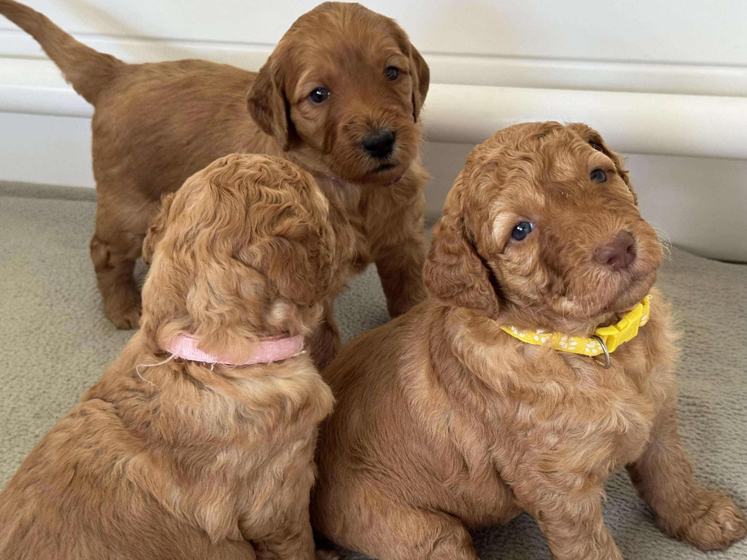 Moanas labradoodle Pups female Sept 25.jpg
