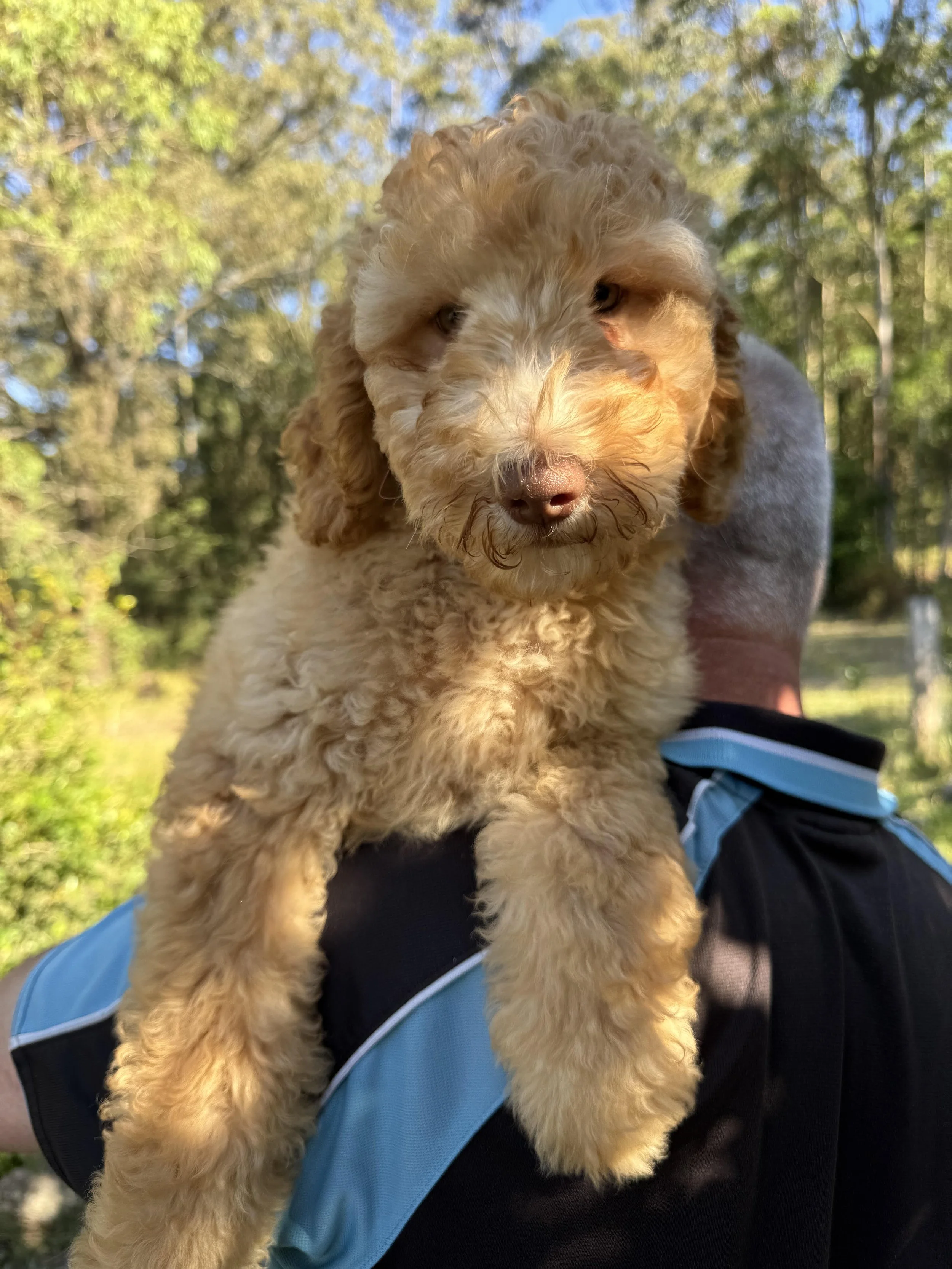 Moana Light Pink Girl Nov 25.jpg