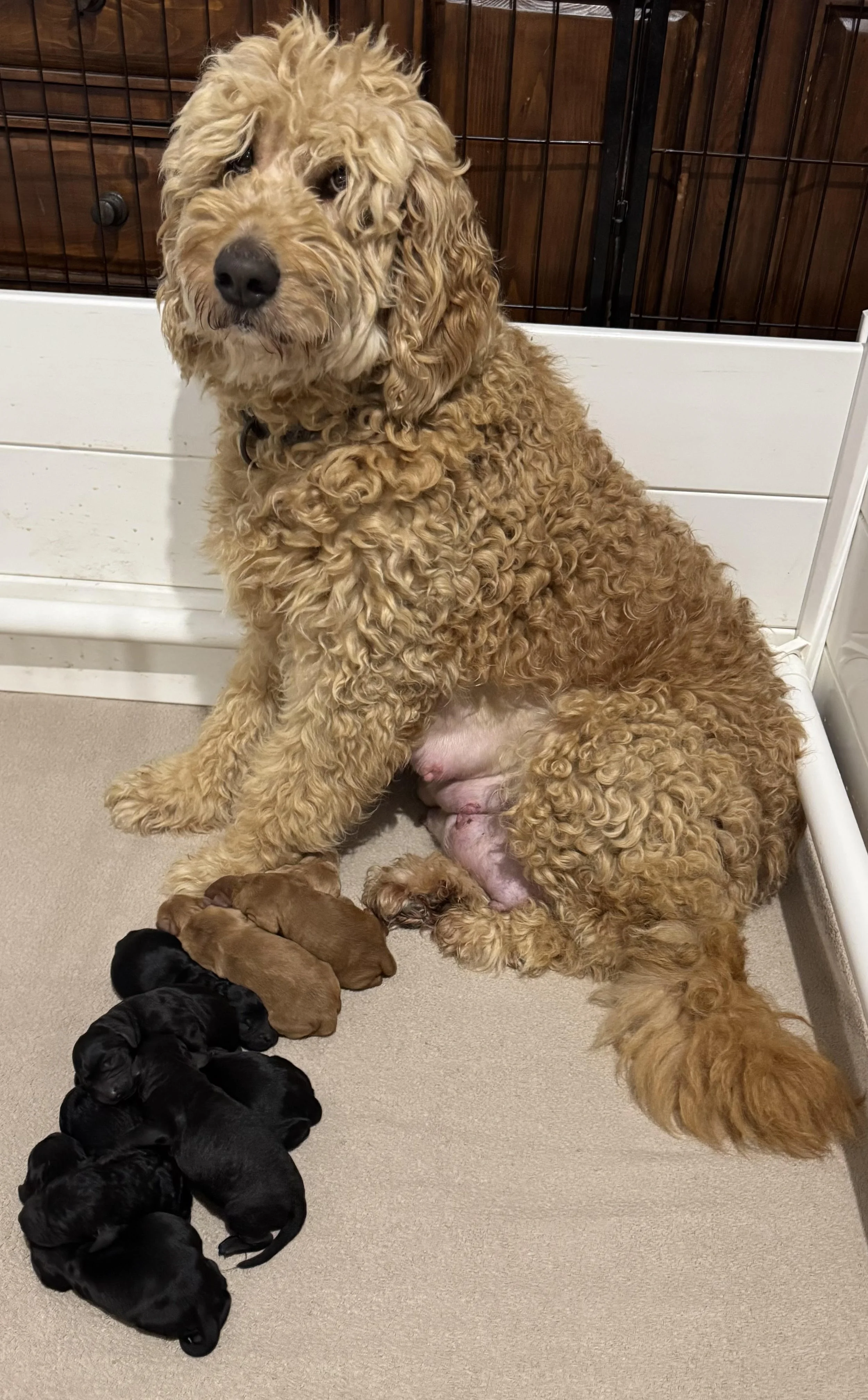 Chelsea & Pups Dec 25.jpg