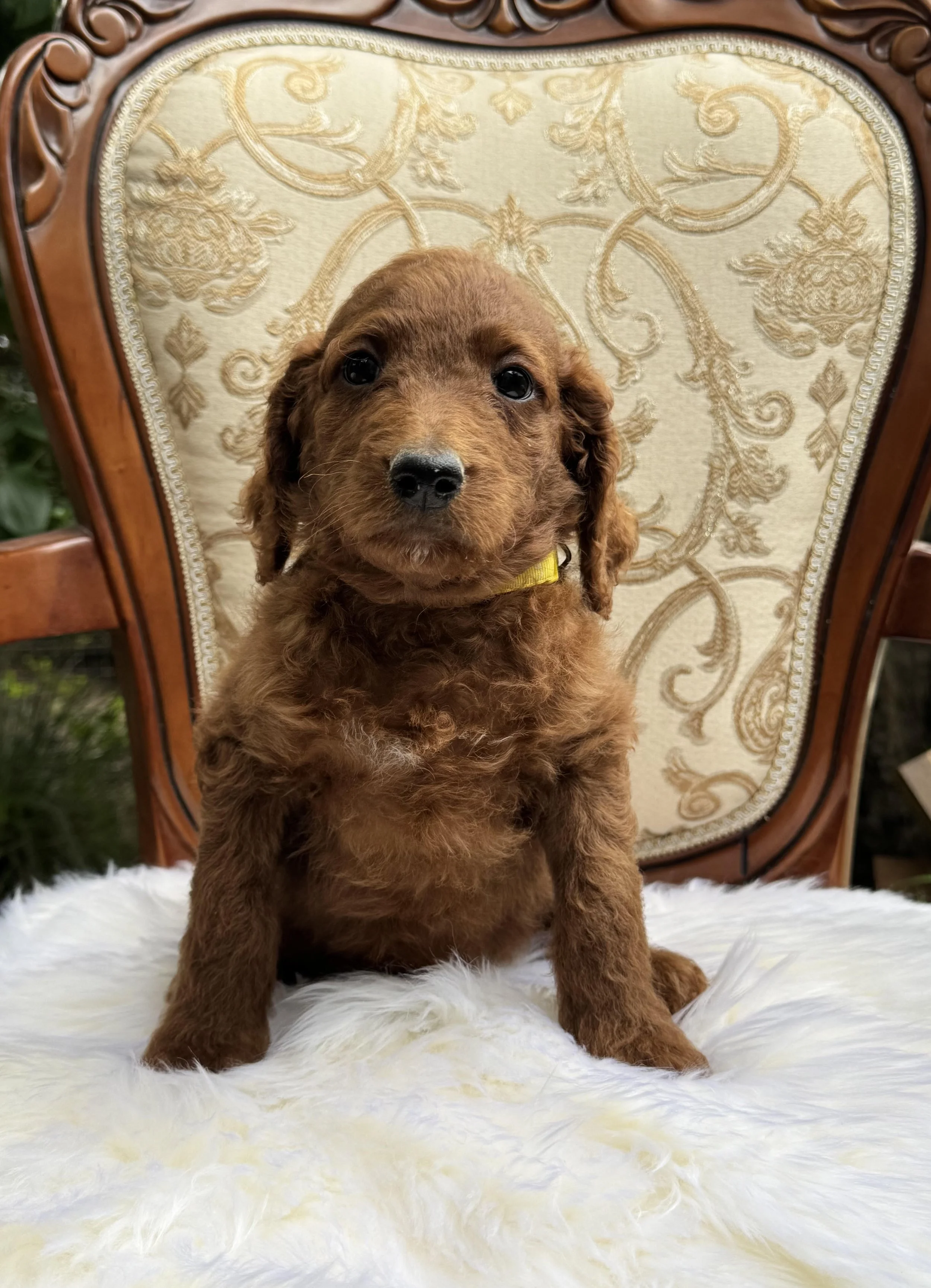 Moko Yellow Collar Smooth Boy June 26.jpg
