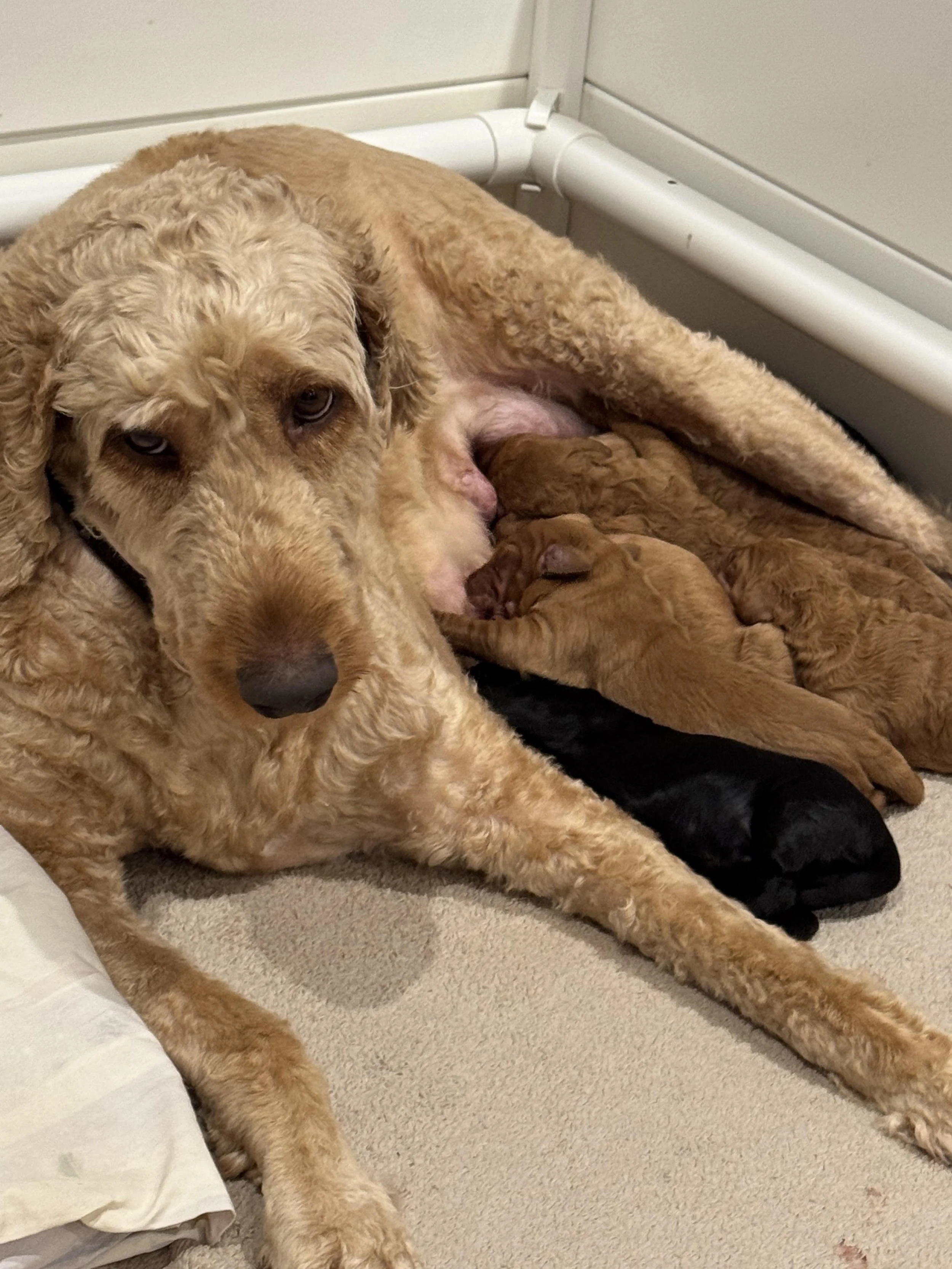 Moana with Puppies.jpg