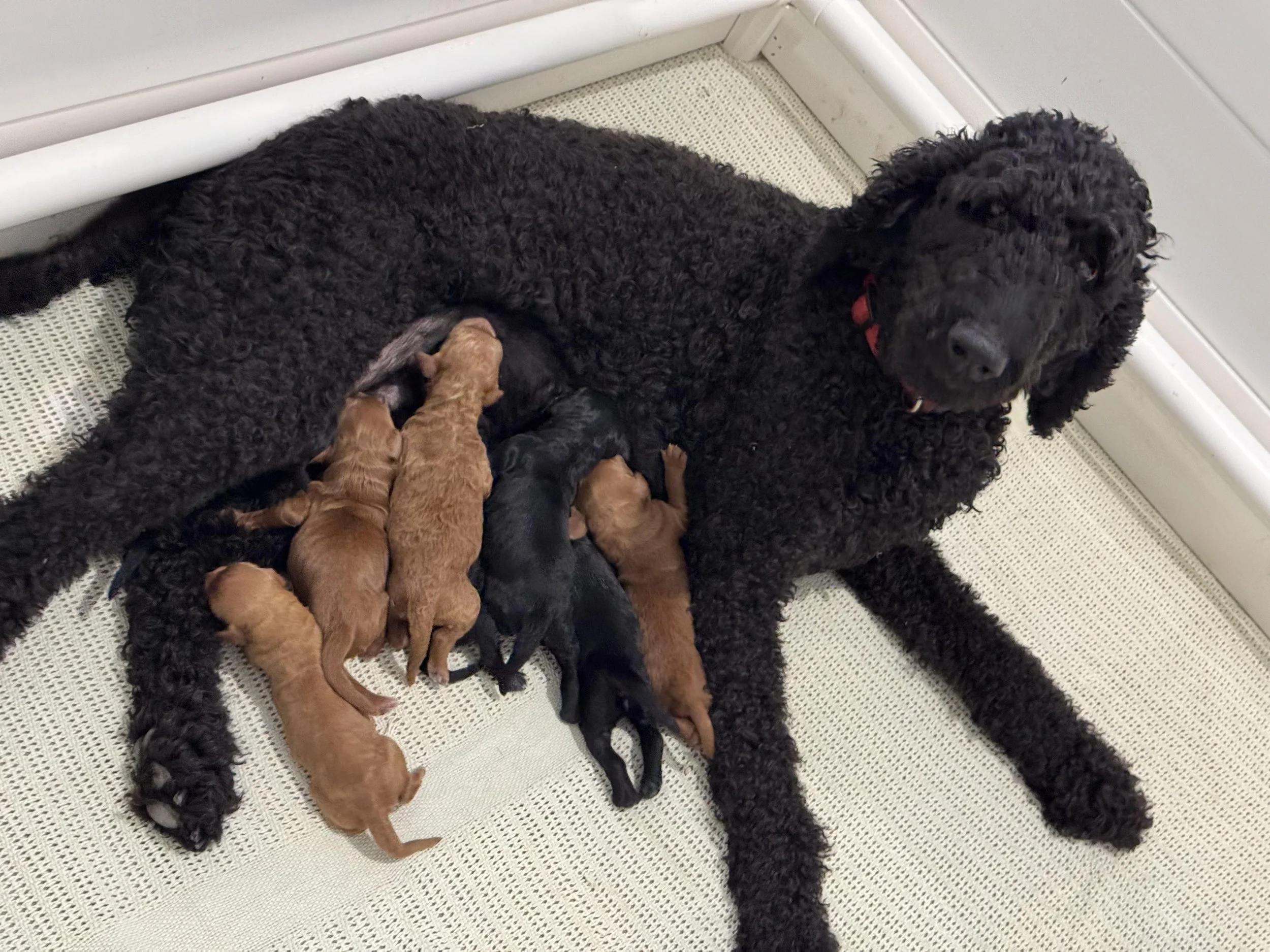 Puddin & Archies Litter April 26.jpg