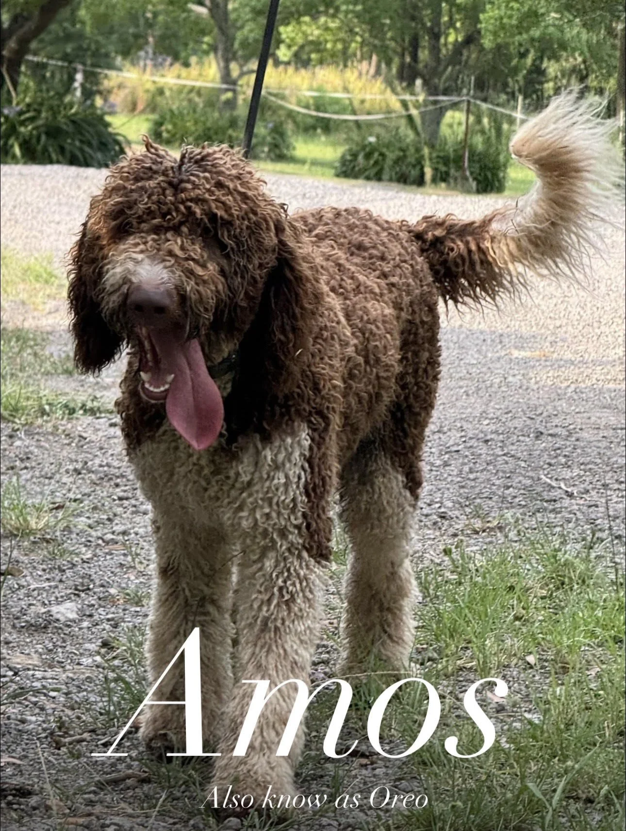 Amos 2026.jpg