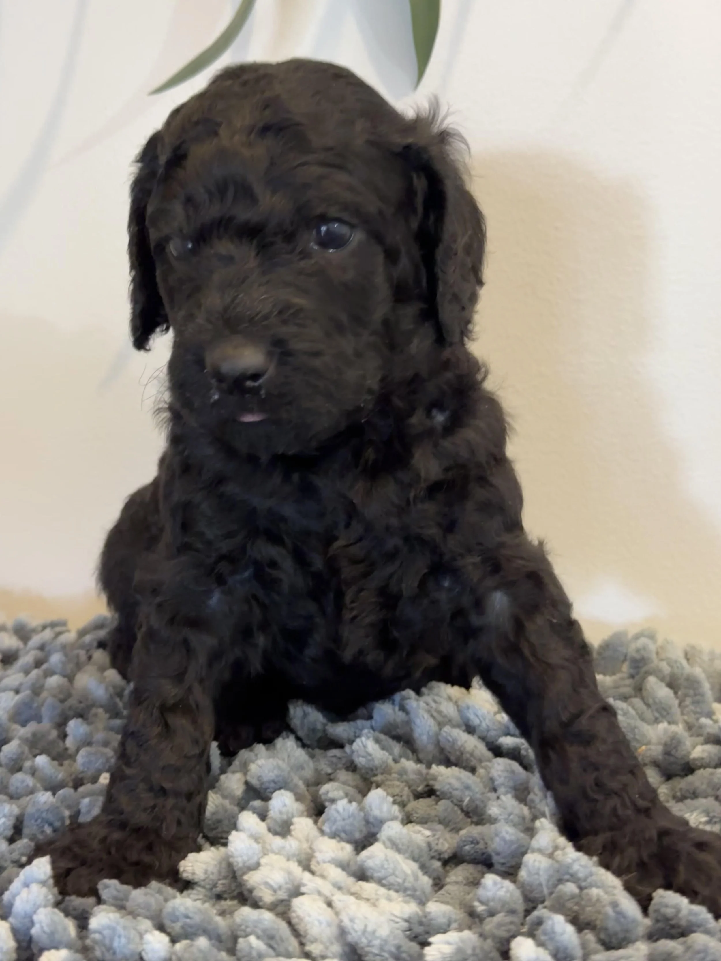 Puddin pup April 26 Black Wool .jpg (Copy)